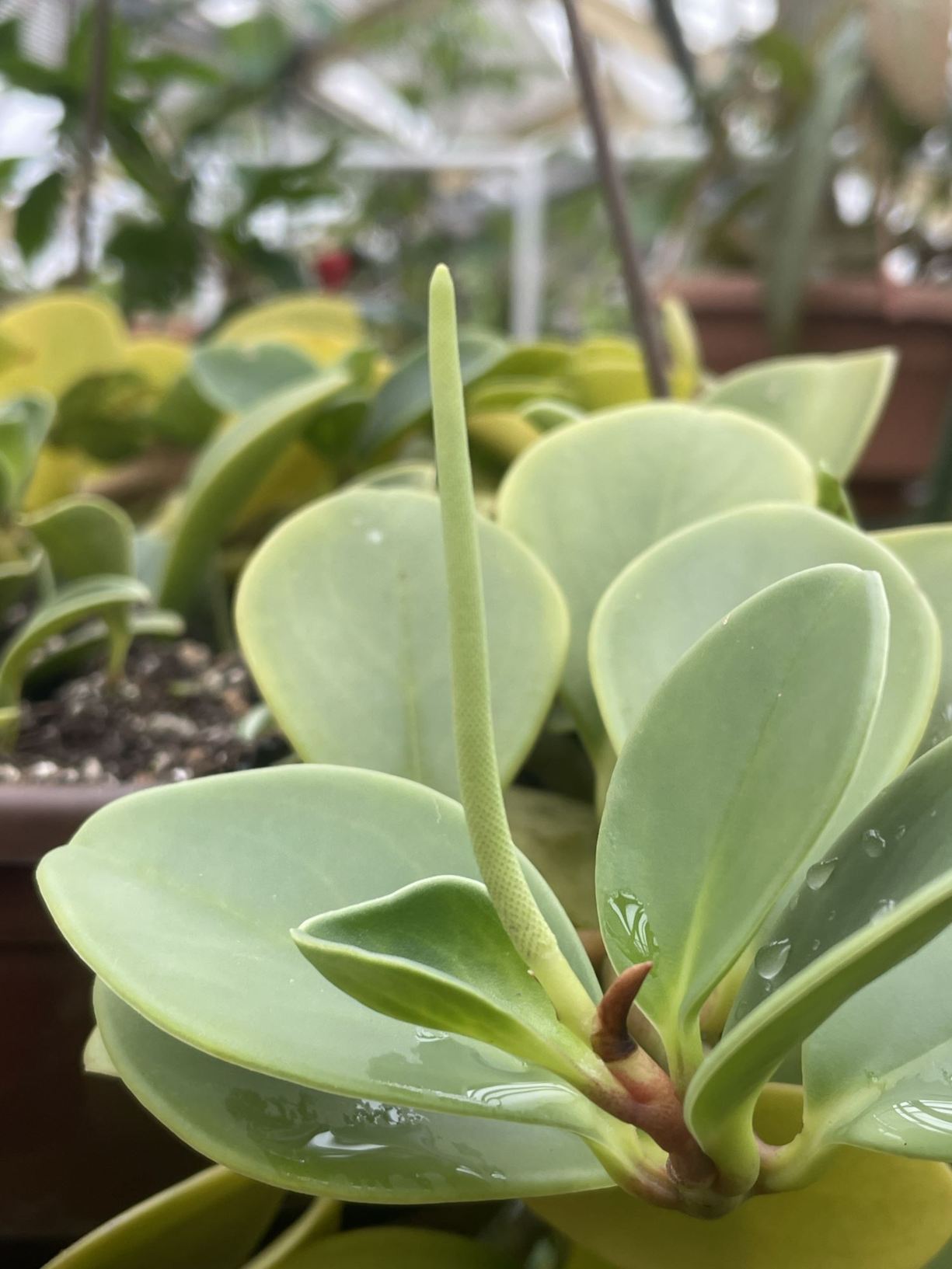 Peperomia obtusifolia