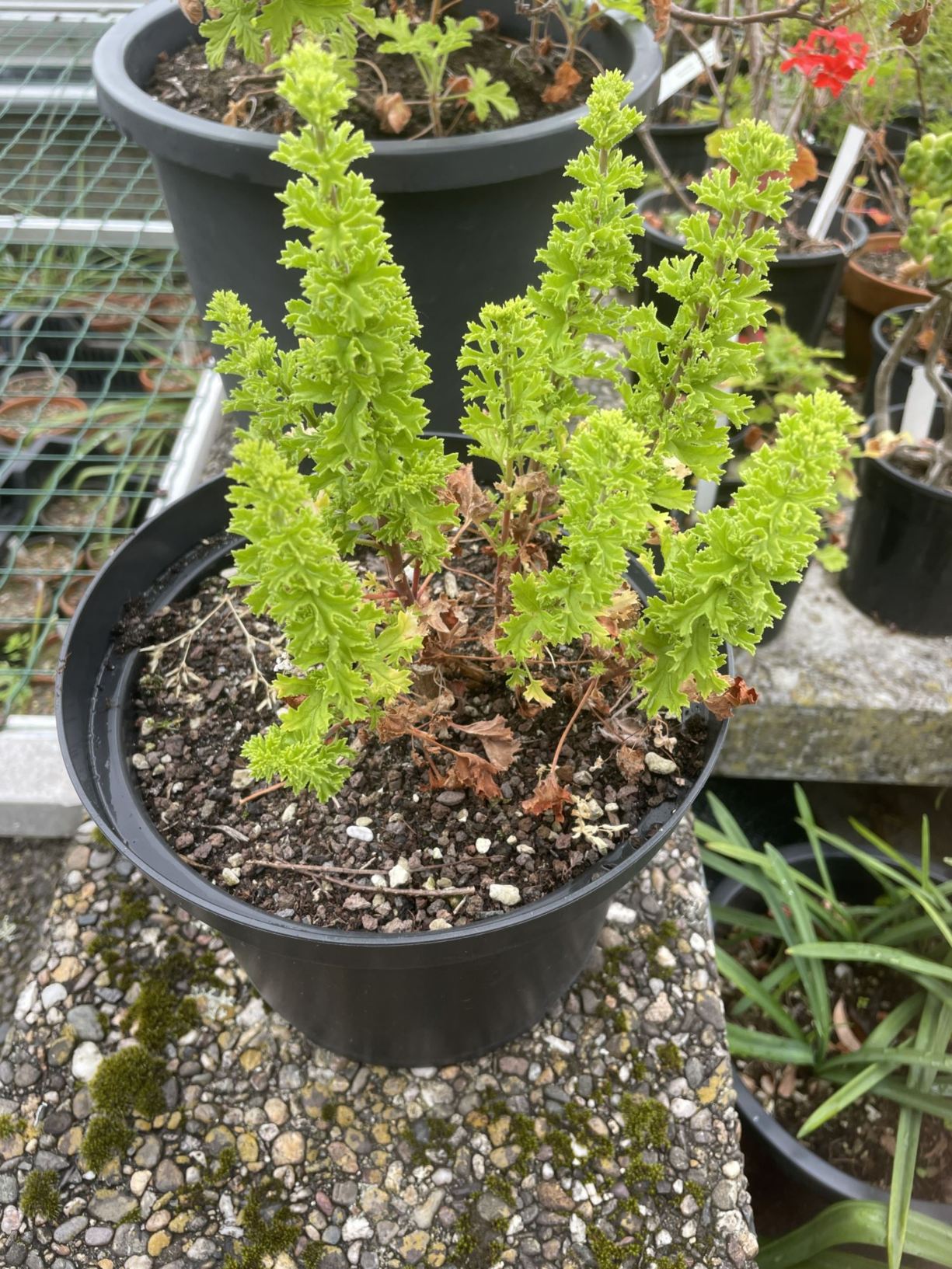 Pelargonium hermanniifolium