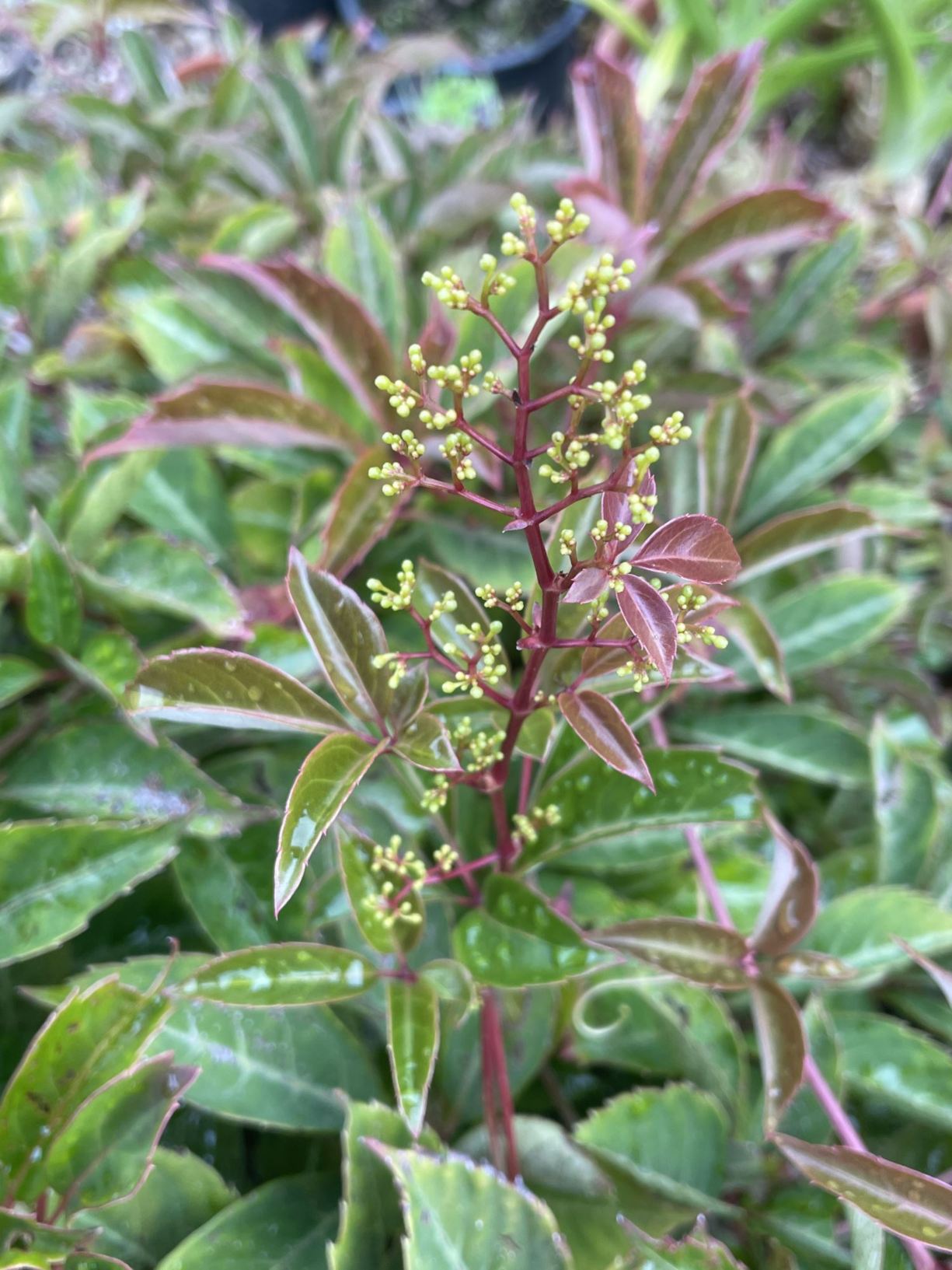 Parthenocissus henryana