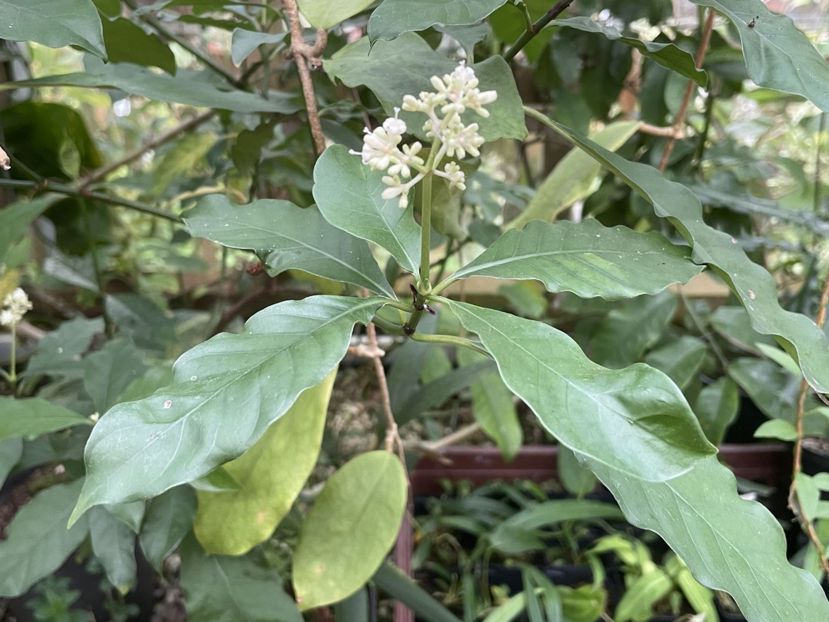 Psychotria viridis