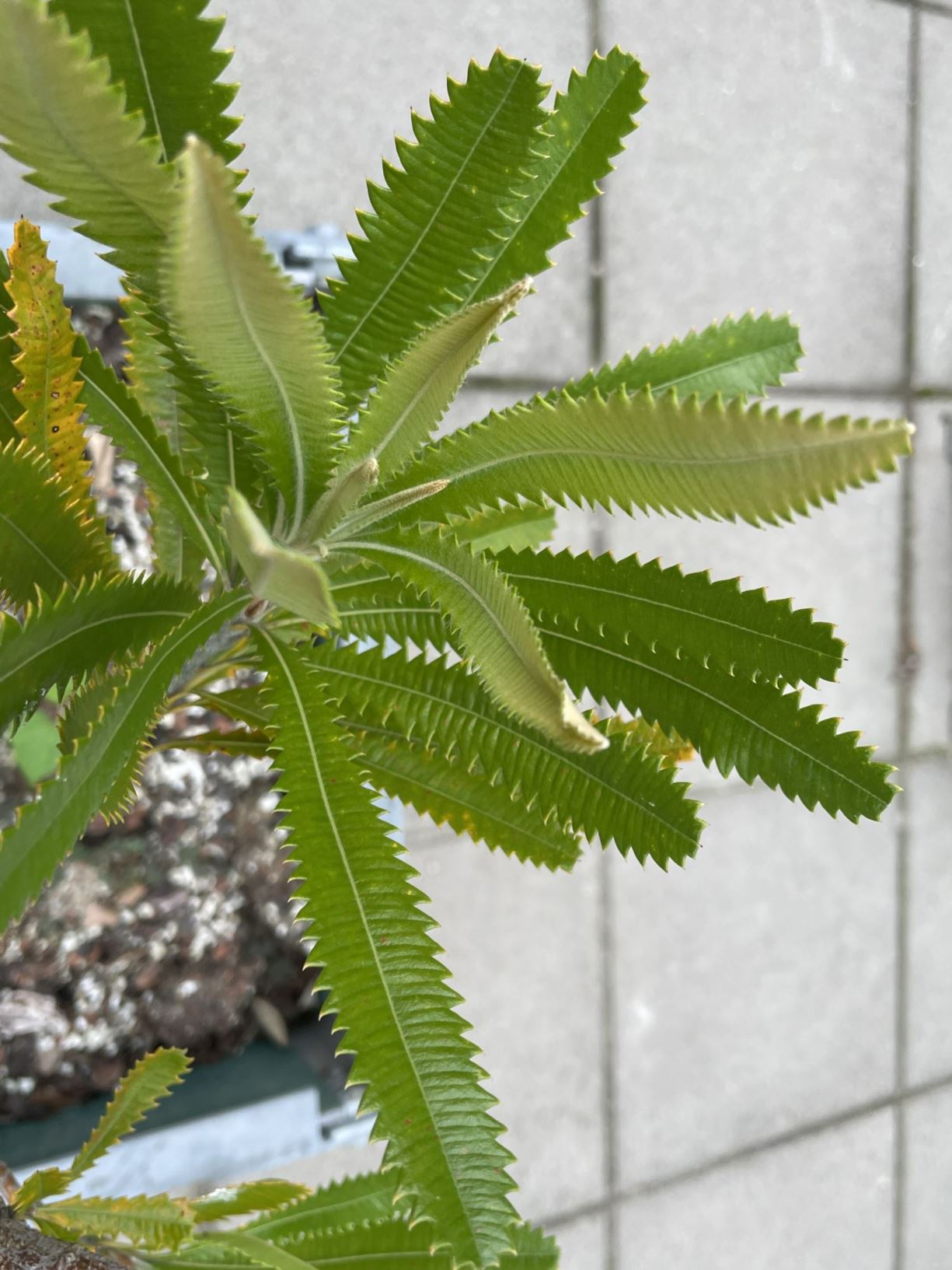 Banksia serrata