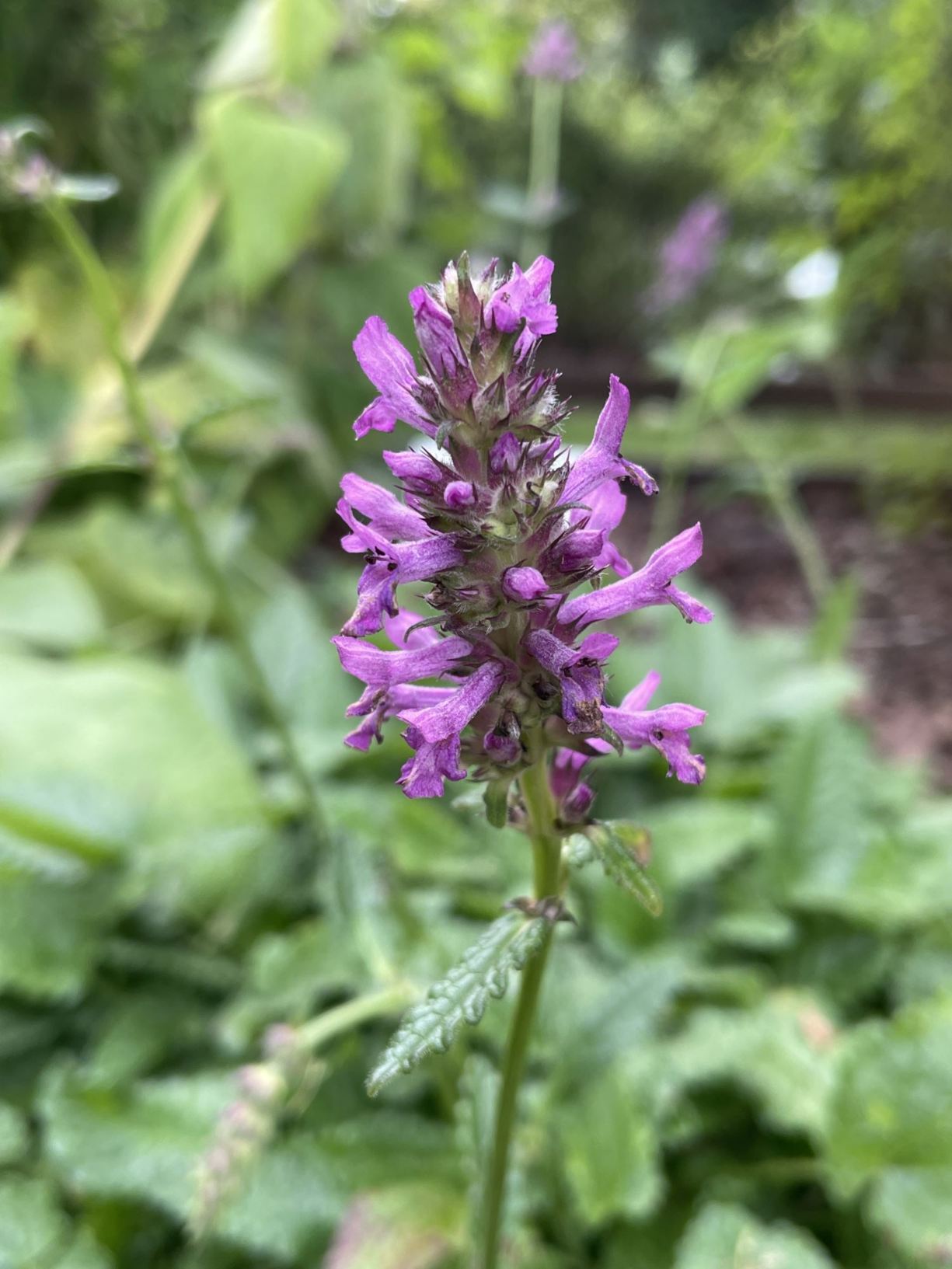Physostegia virginiana