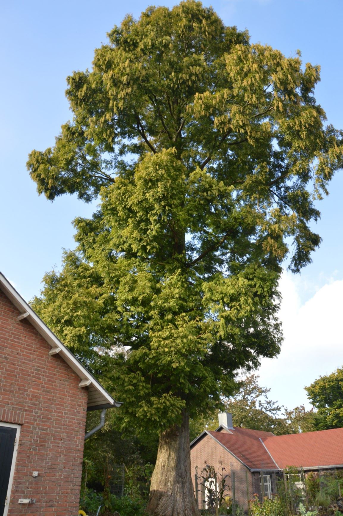 Metasequoia glyptostroboides - Watercipres, Chinese watercipres, Chinese mammoetboom, Chinese moerascipres, Dawn redwood, 水杉 shui shan