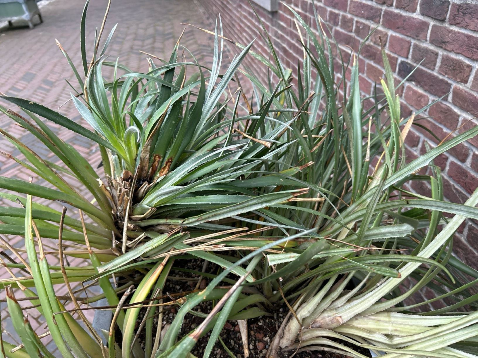 Fascicularia bicolor