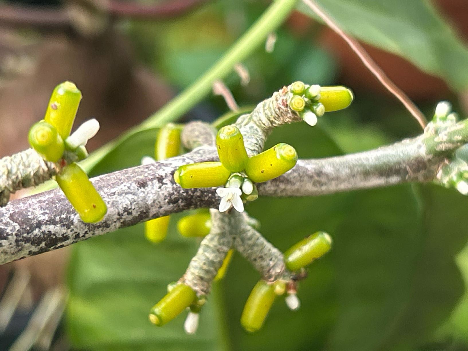 Hydnophytum radicans - Mierenplant, Ant plant