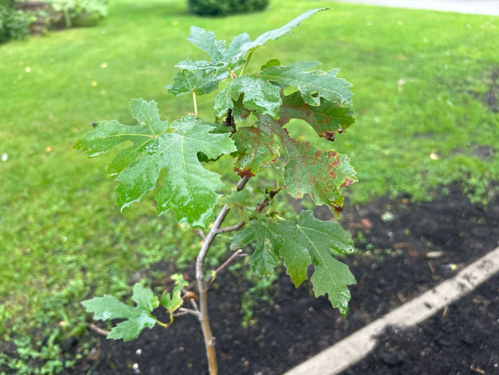 Ficus johannis subsp. afghanistanica