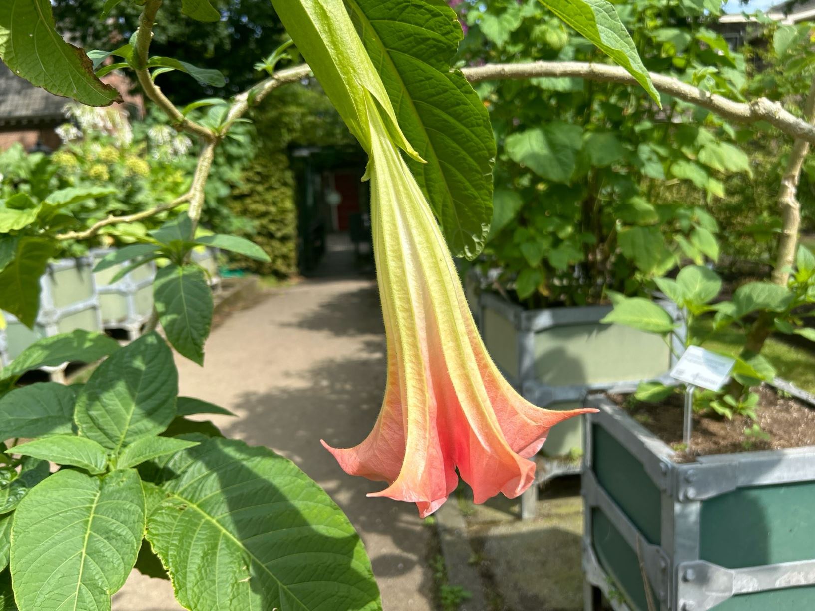 Brugmansia 'Cordata'