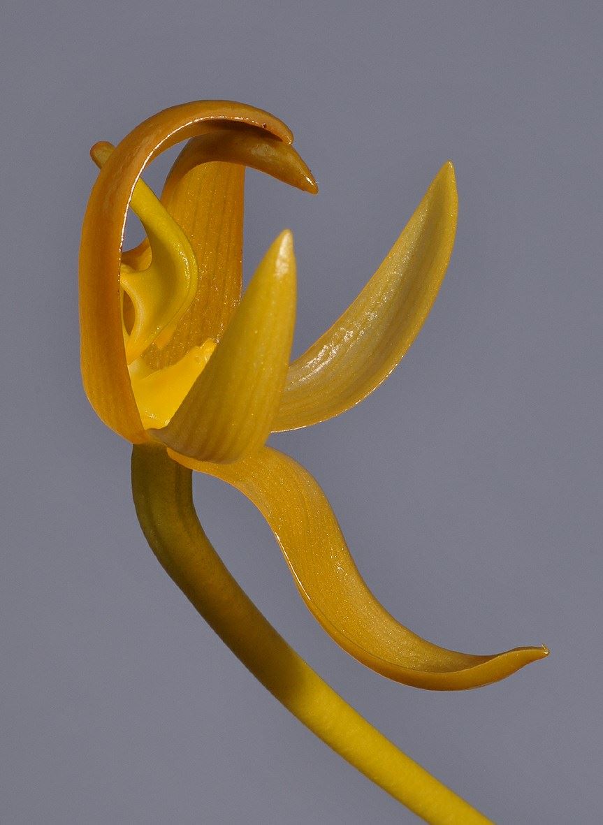 Bulbophyllum macranthoides subsp. macranthoides