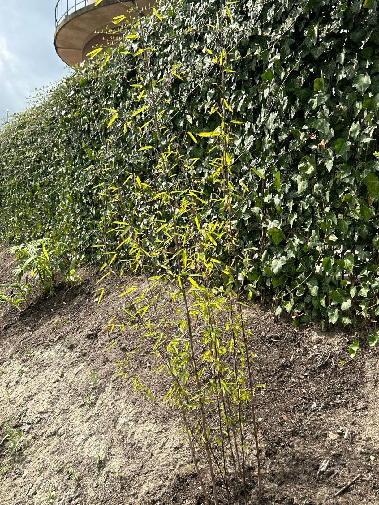 Fargesia demissa 'Gerry'