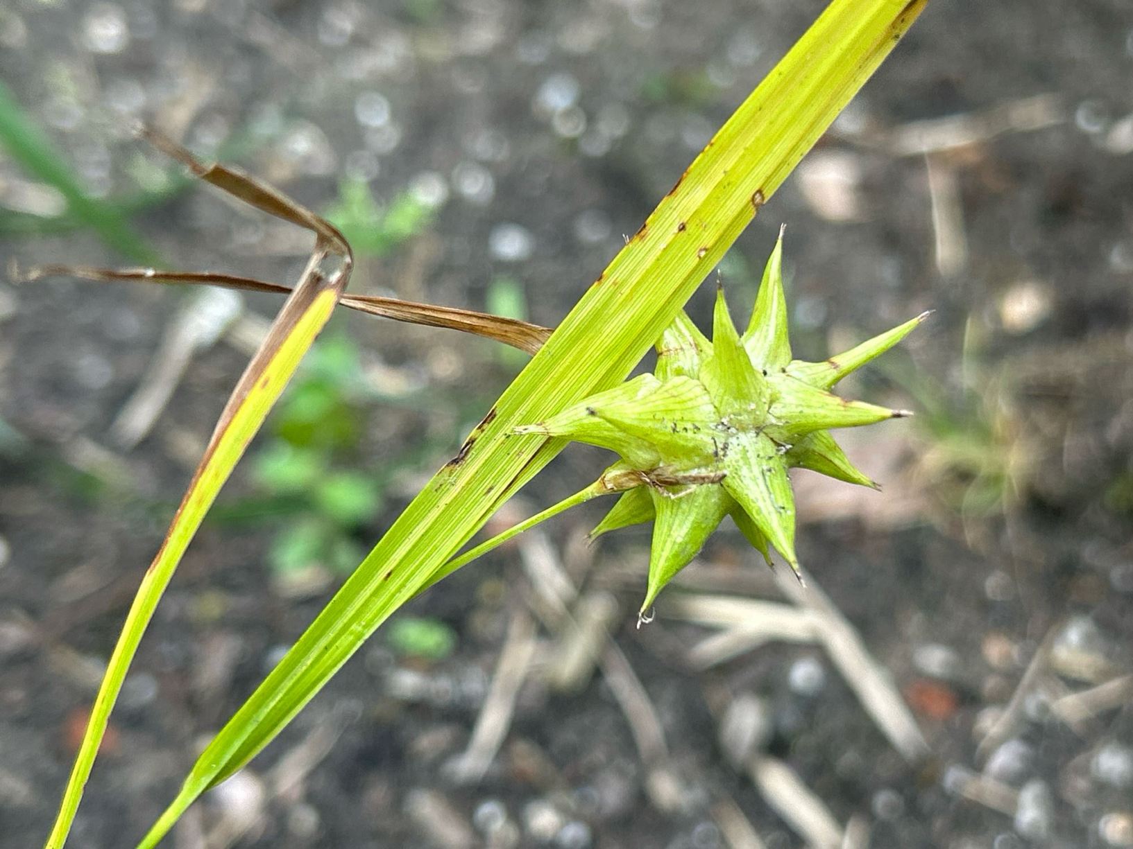 Carex grayi 'Saladin'