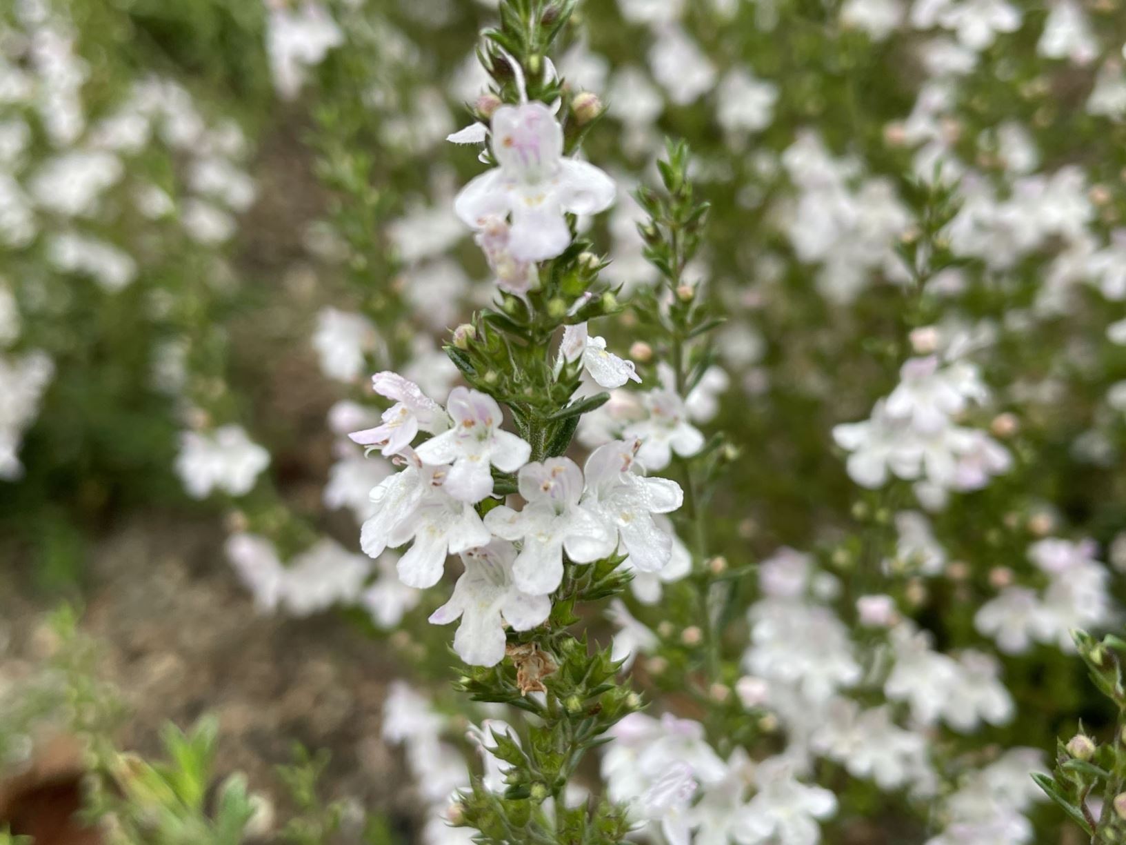 Satureja spinosa - Cretan mountain savory, pygmy savory, dikenli kekik