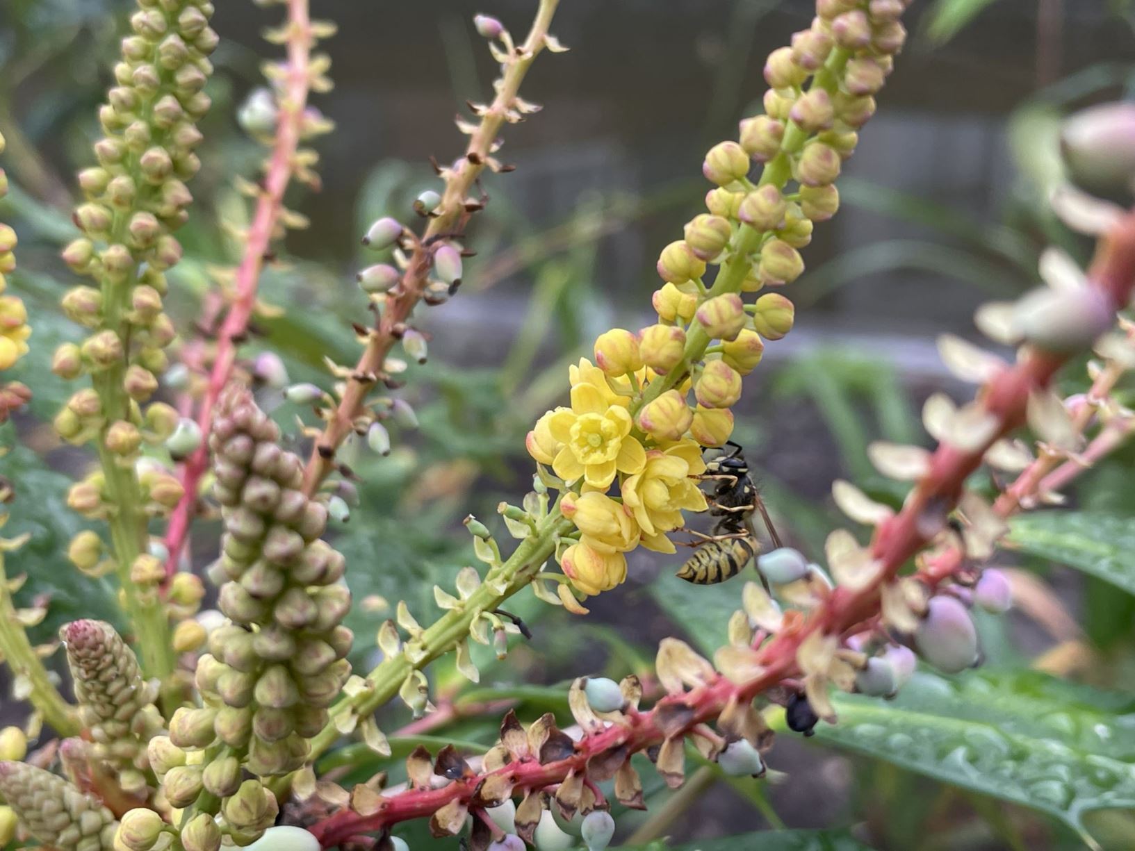 Berberis eurybracteata