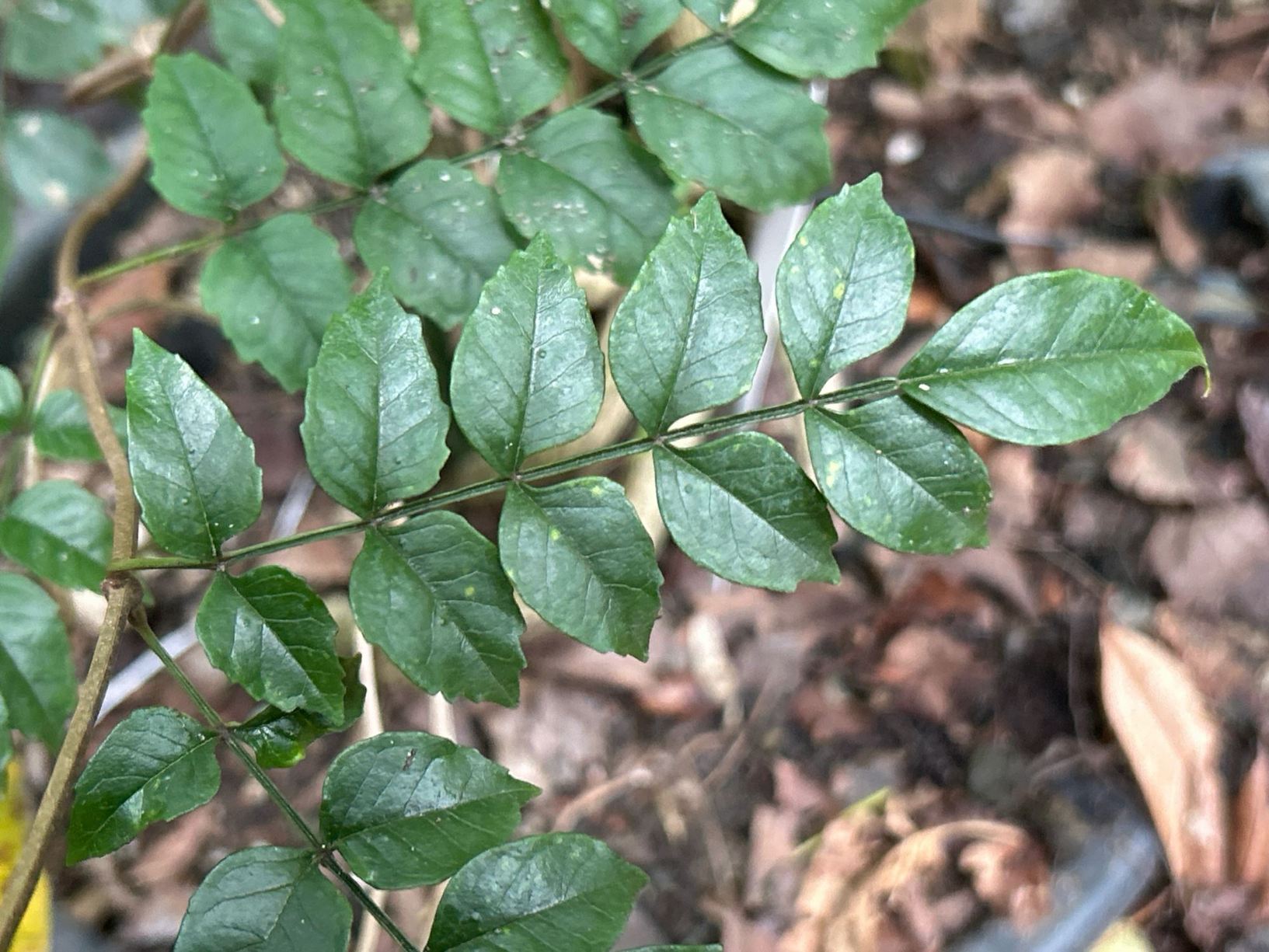 Podranea ricasoliana