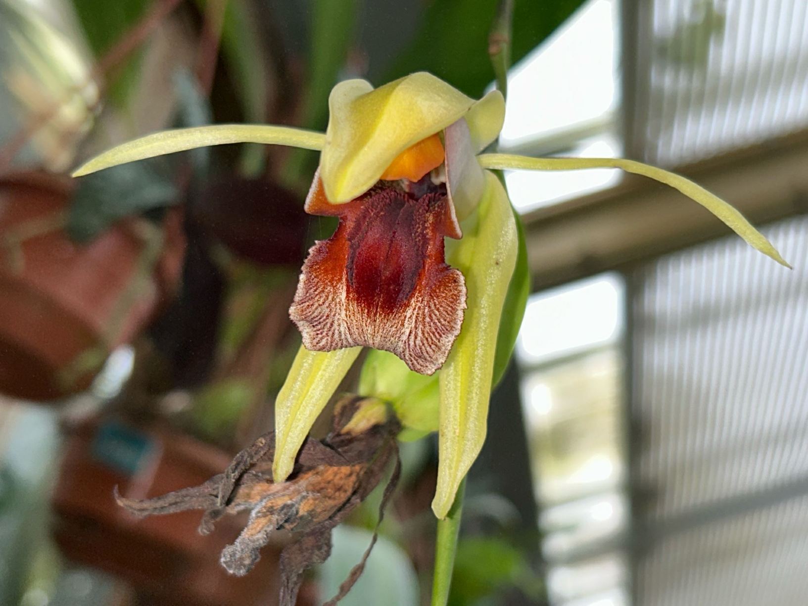 Coelogyne celebensis