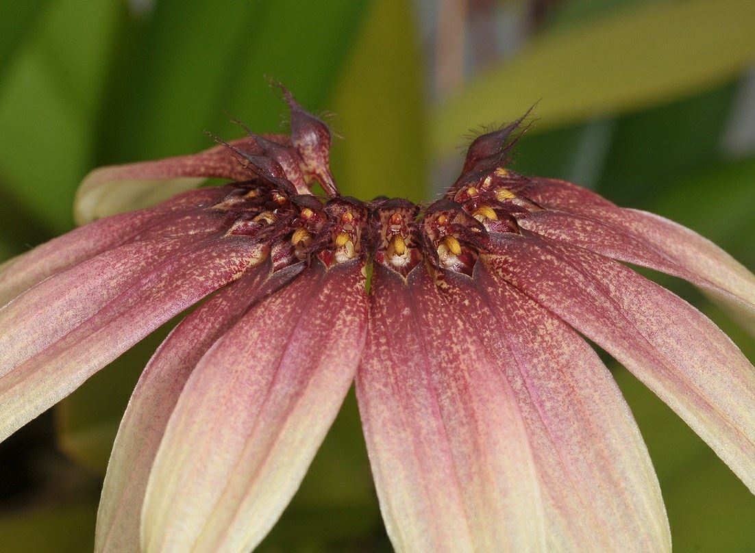 Bulbophyllum mastersianum