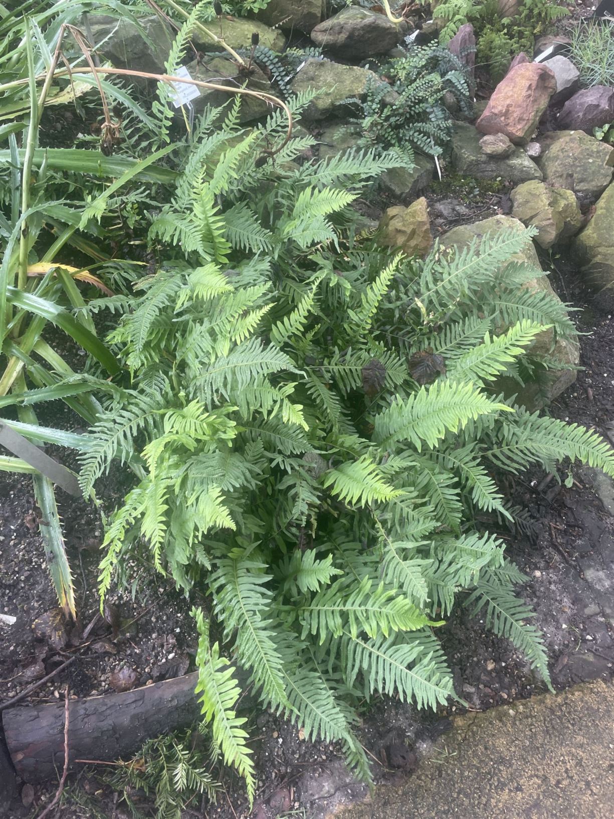 Polypodium spec.