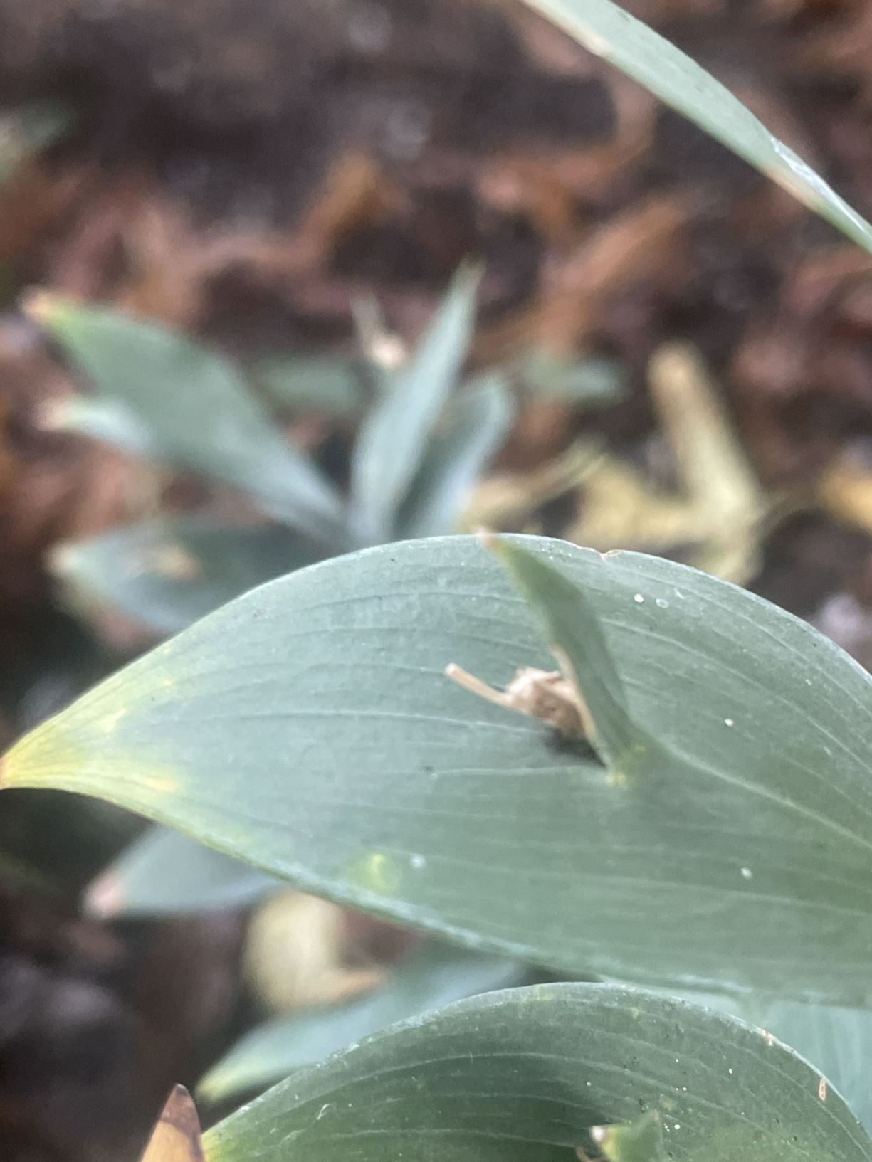 Ruscus aculeatus - Stekelige muizendoorn, Butcher's broom, Box holly