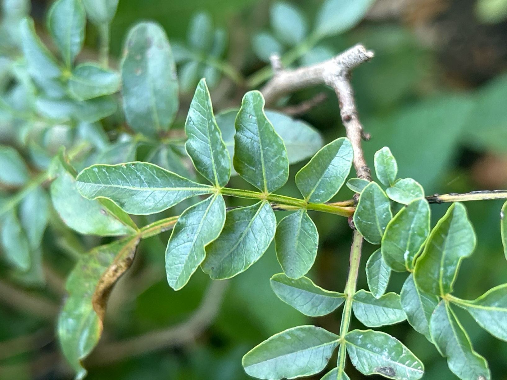 Pistacia atlantica