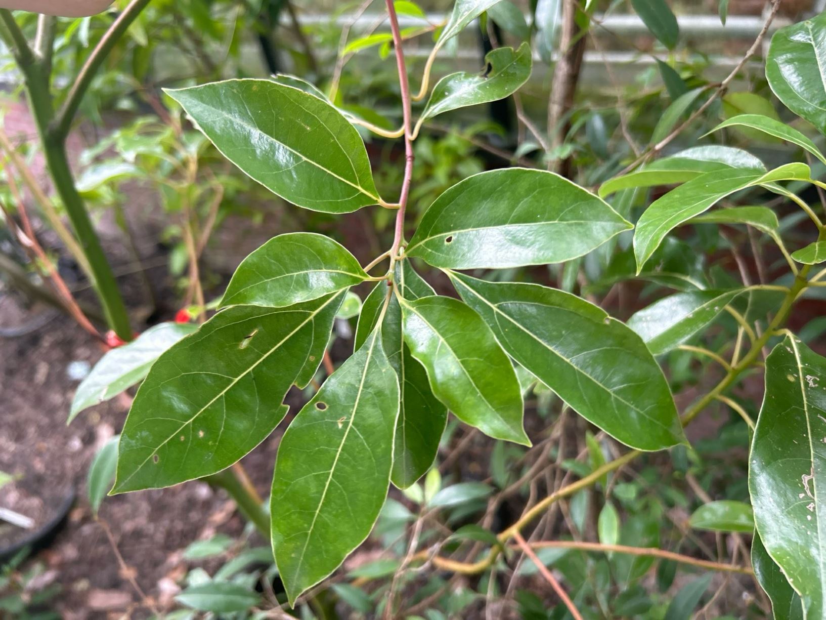 Cinnamomum camphora