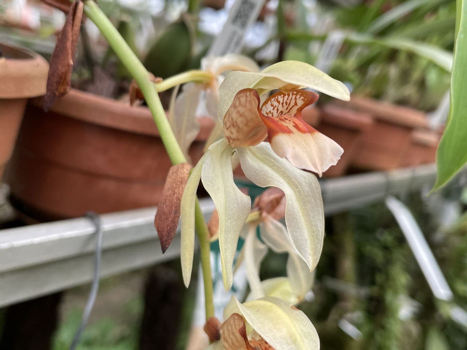 Coelogyne assamica