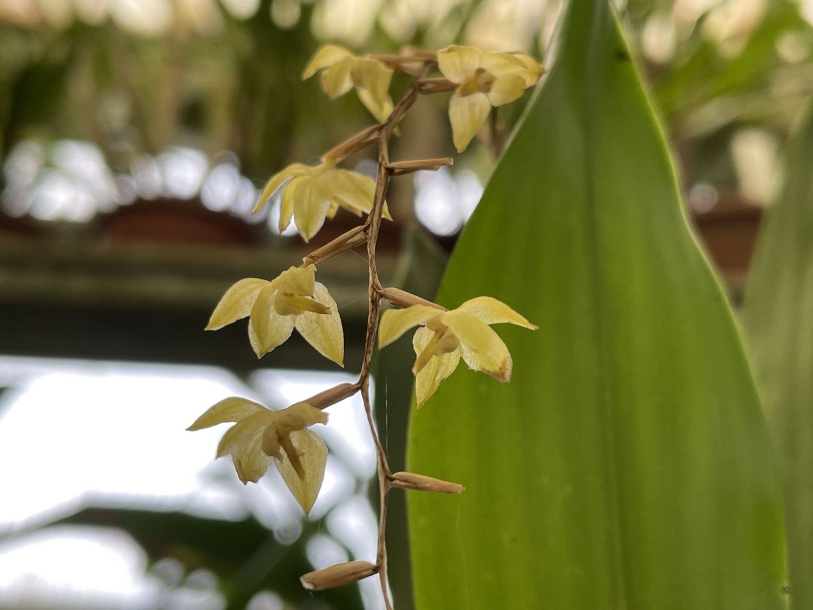 Coelogyne pangasinanensis
