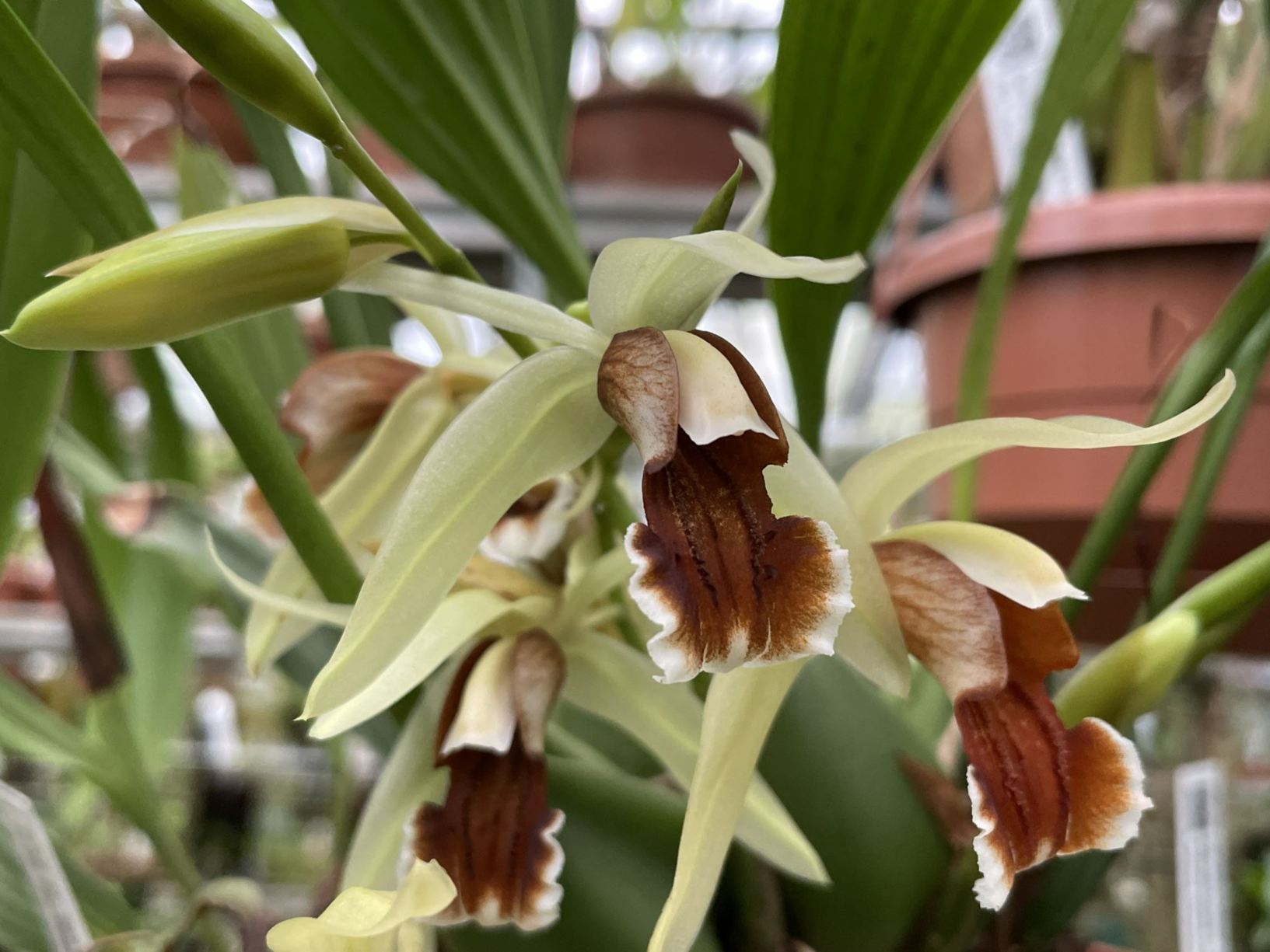 Coelogyne tommii