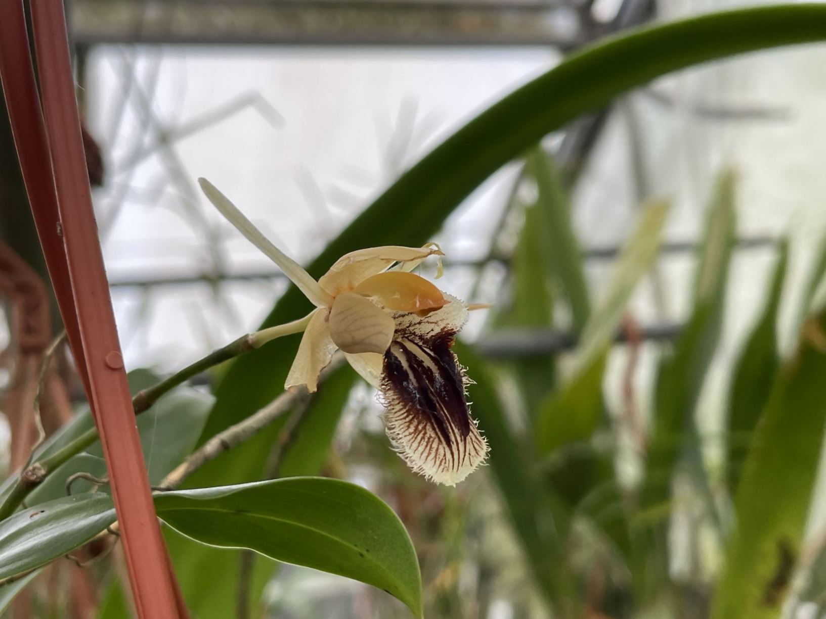 Coelogyne fuliginosa