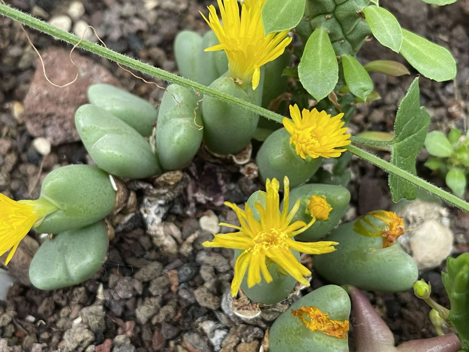 Conophytum notatum