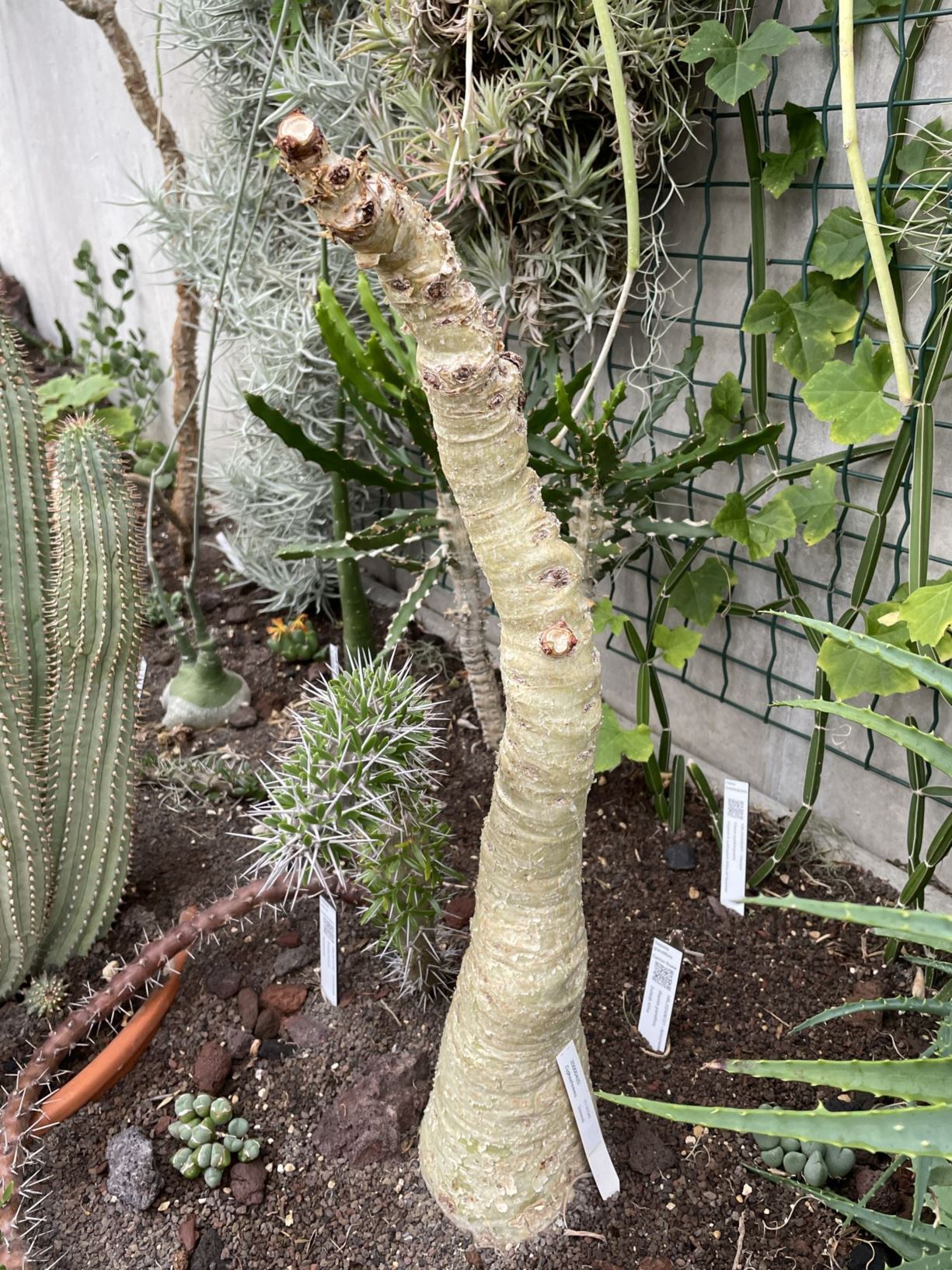 Cyphostemma bainesii