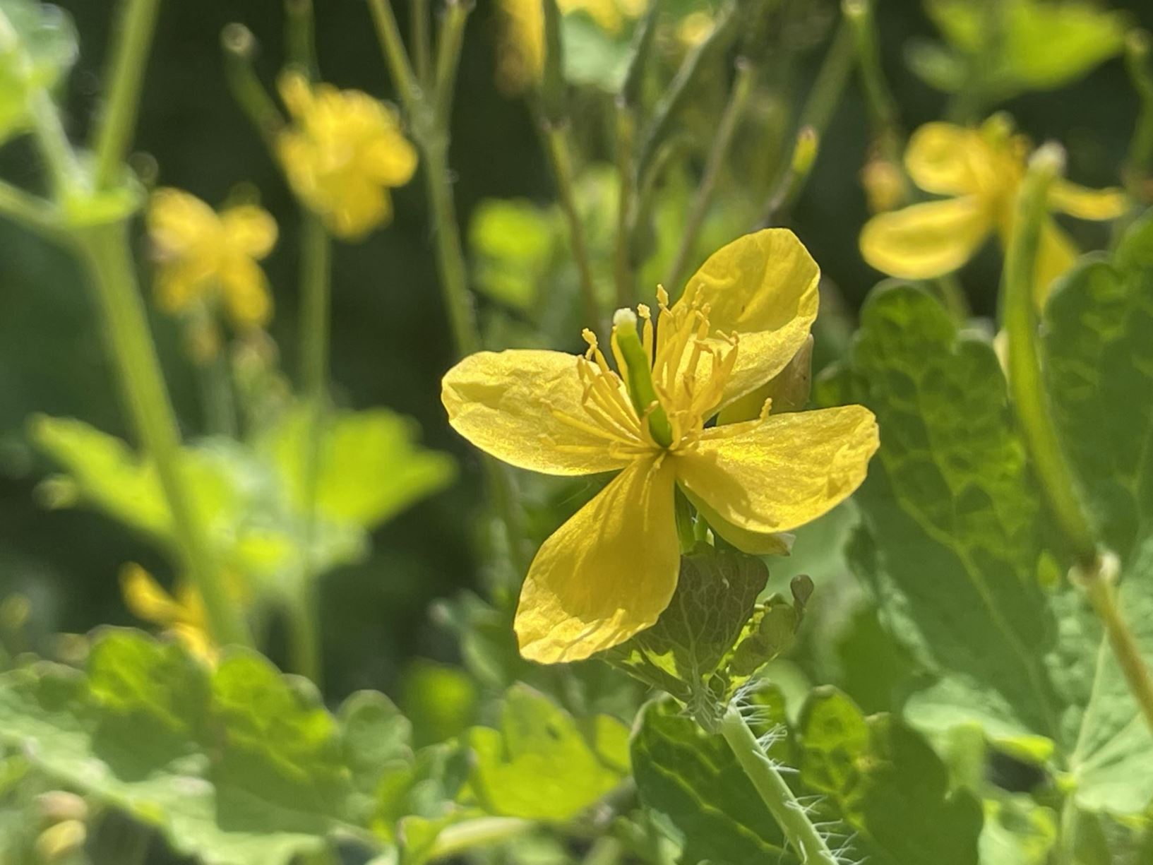 Chelidonium majus