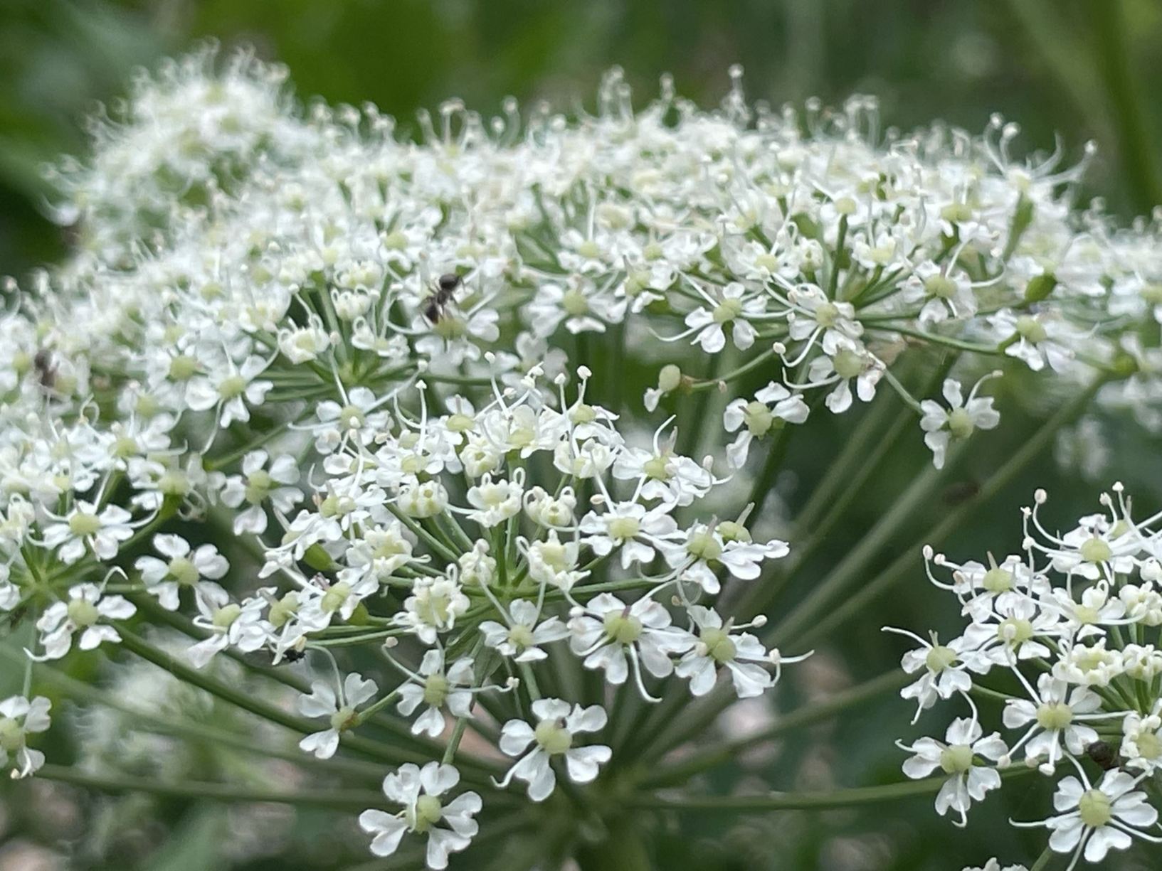 Peucedanum ostruthium