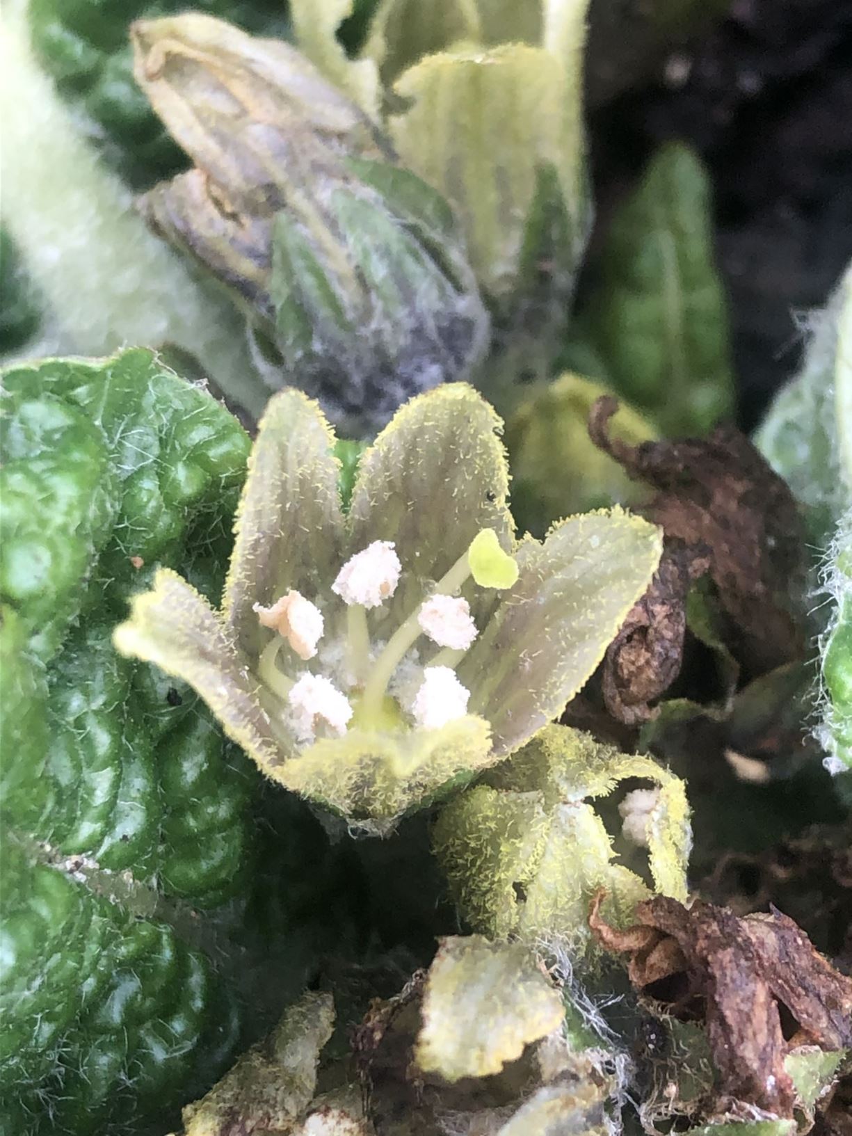 Mandragora officinarum - Alruin, Mandrake, Devil's apples