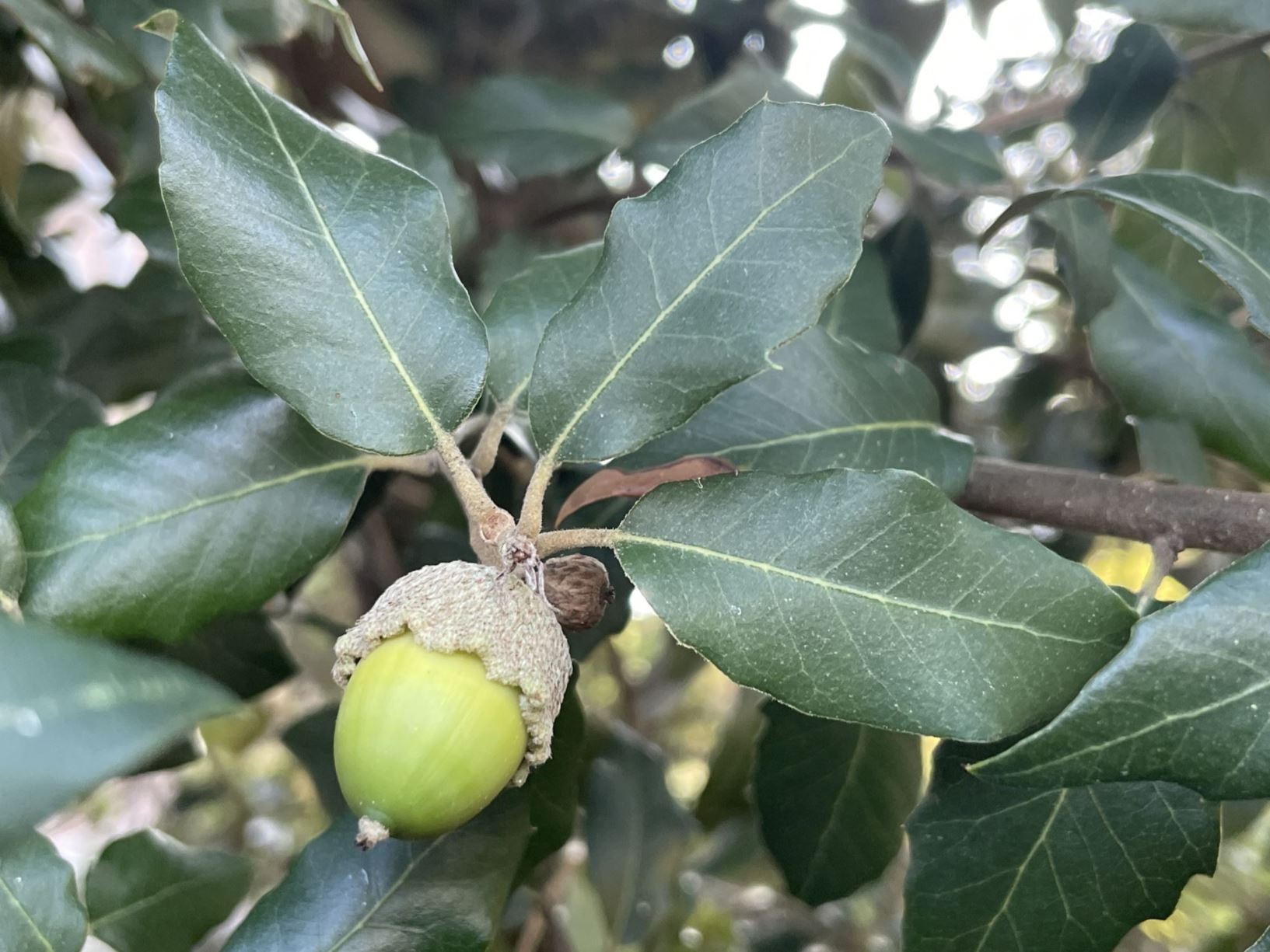 Quercus ilex - Steeneik, Holm oak, Evergeen oak, Holly-leaved oak