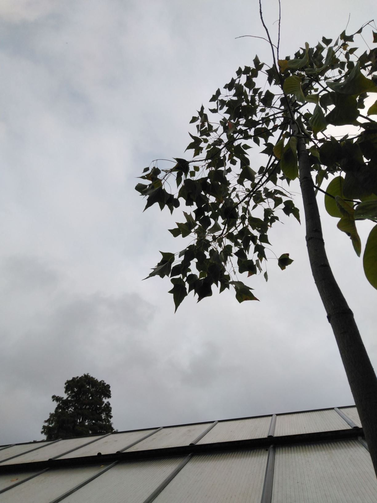 Brachychiton populneus