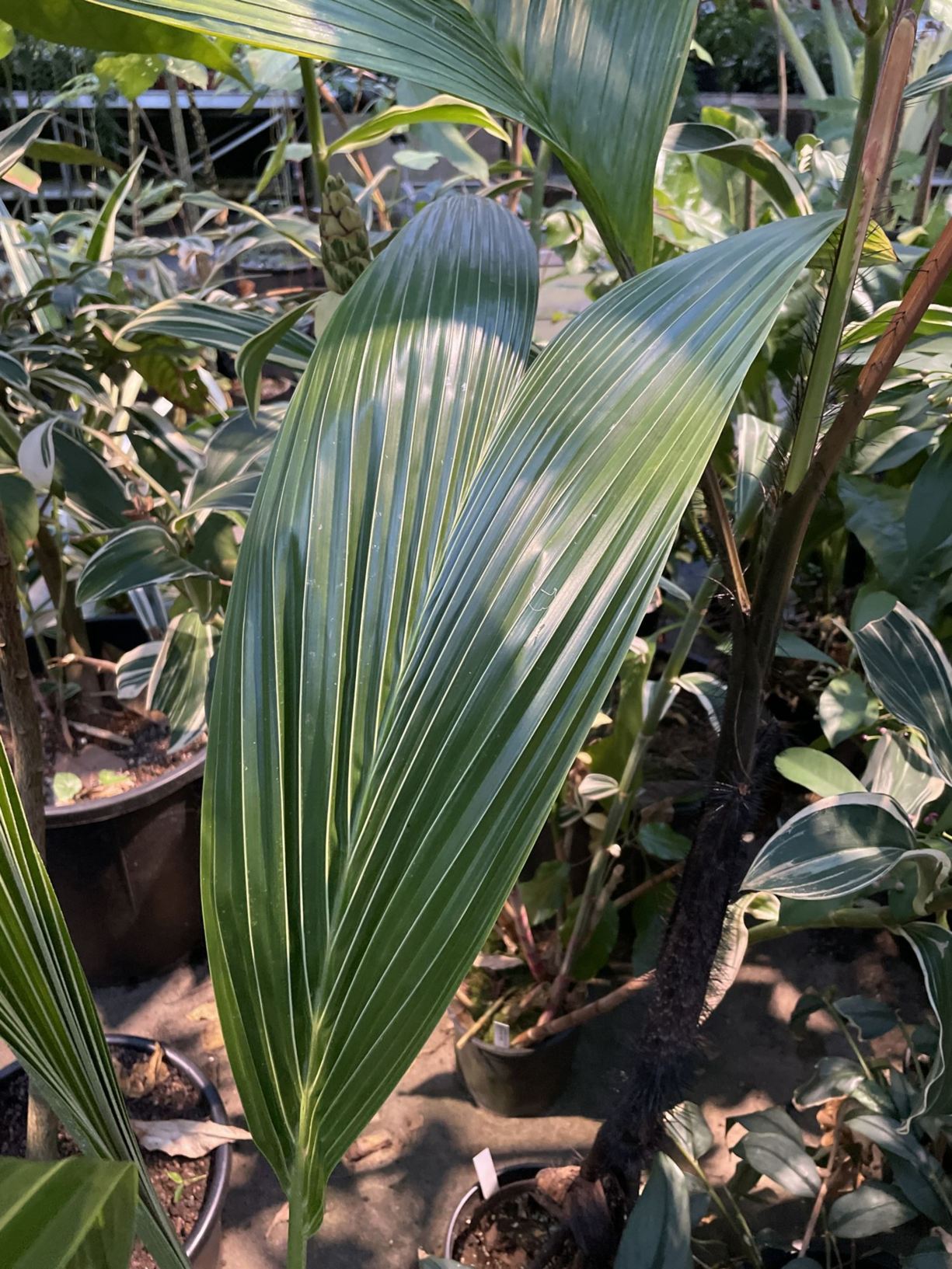 Cocos nucifera