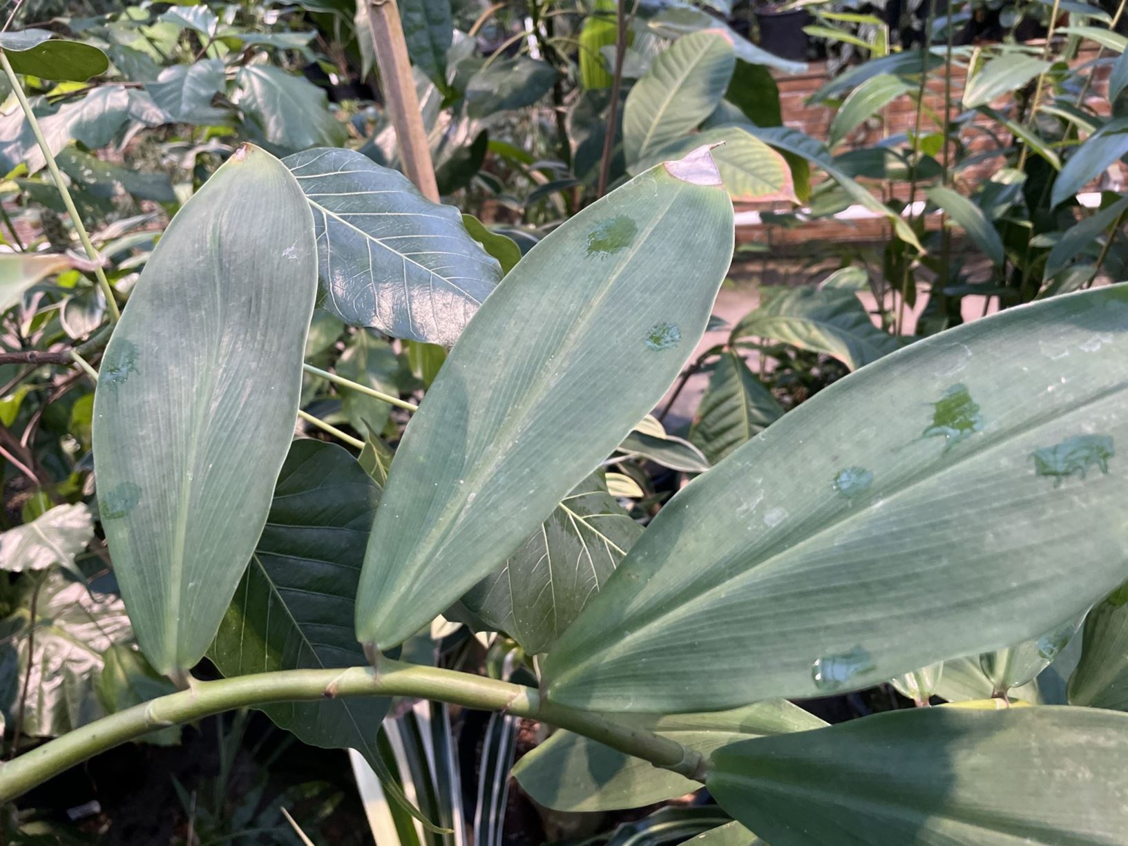 Costus gibbosus