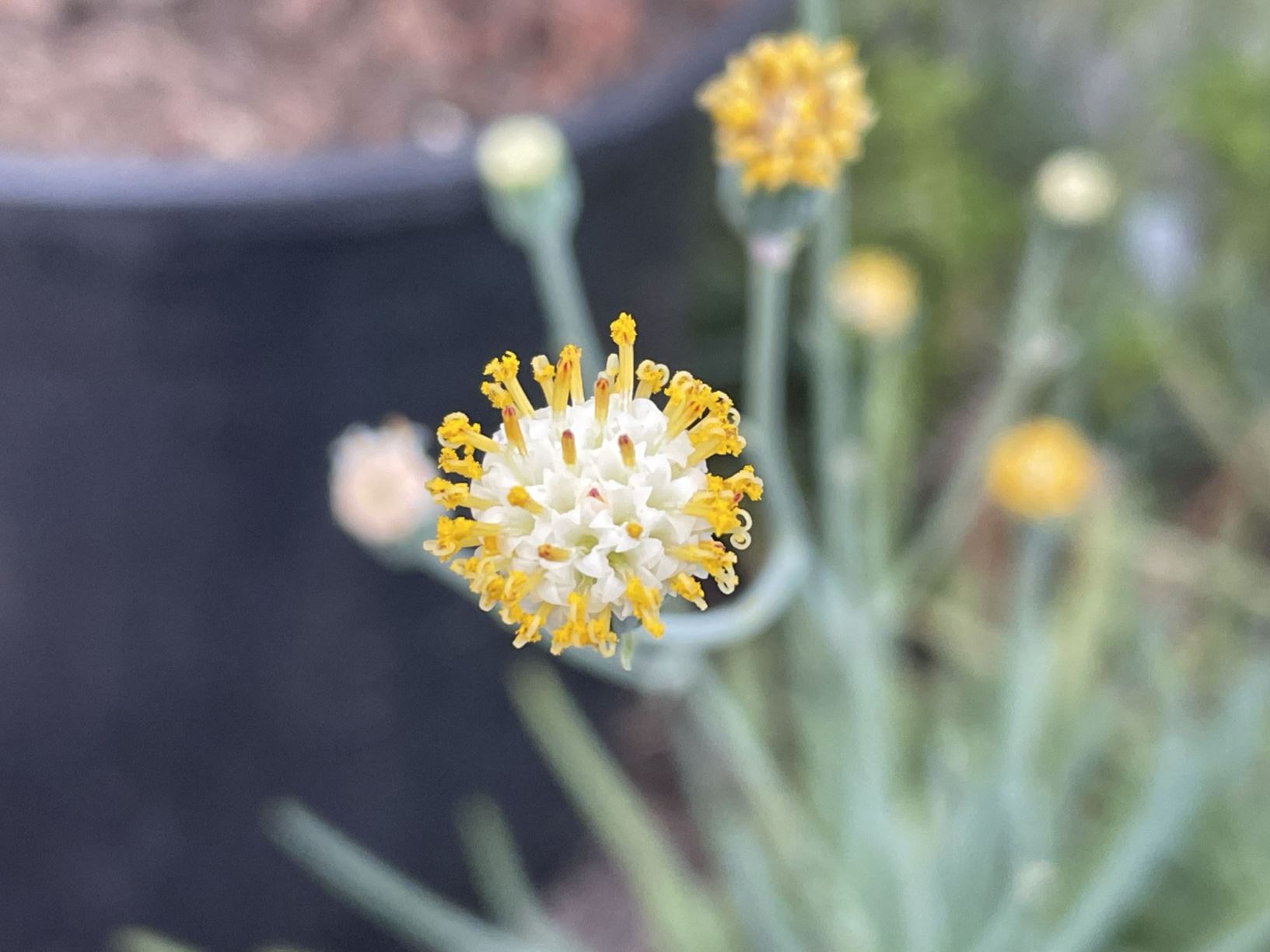 Curio talinoides