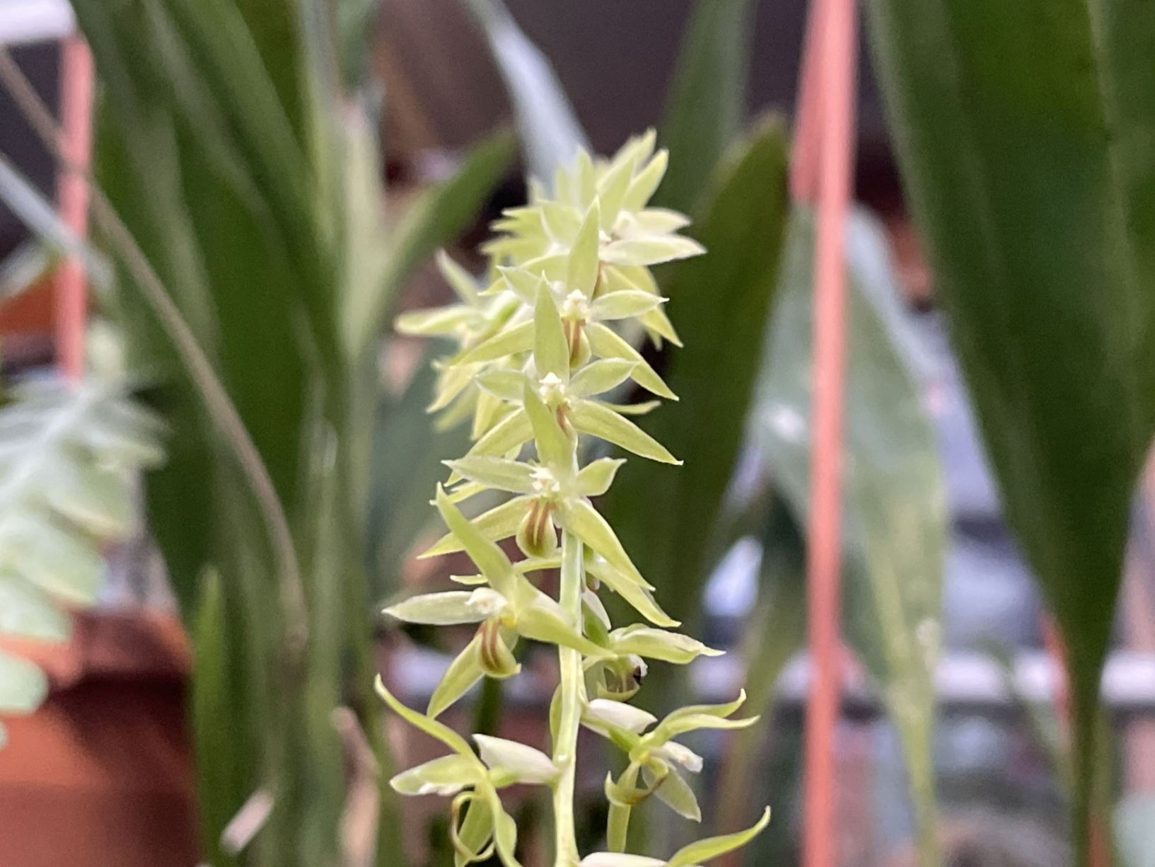 Coelogyne abbreviata