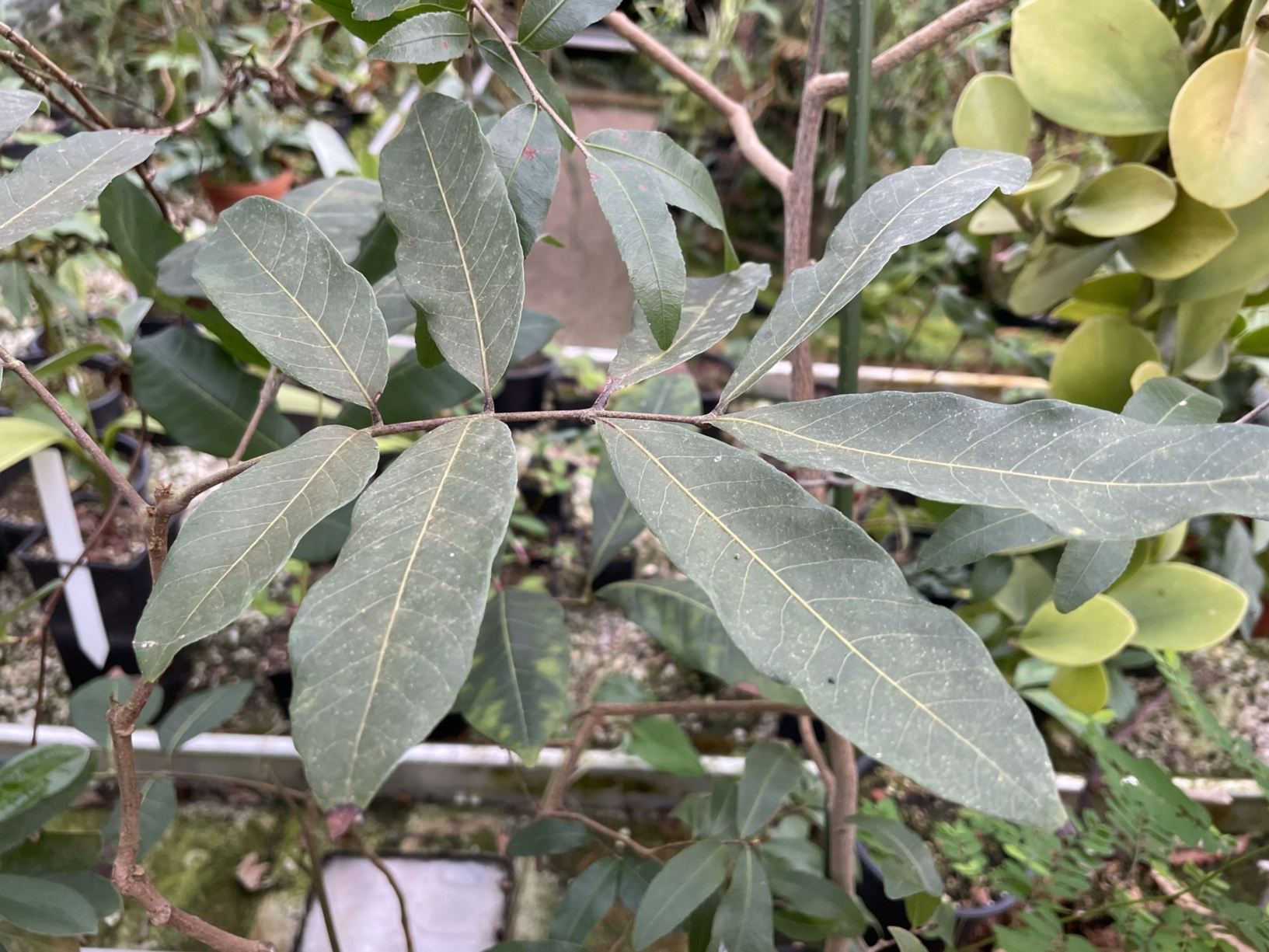 Castanospermum australe