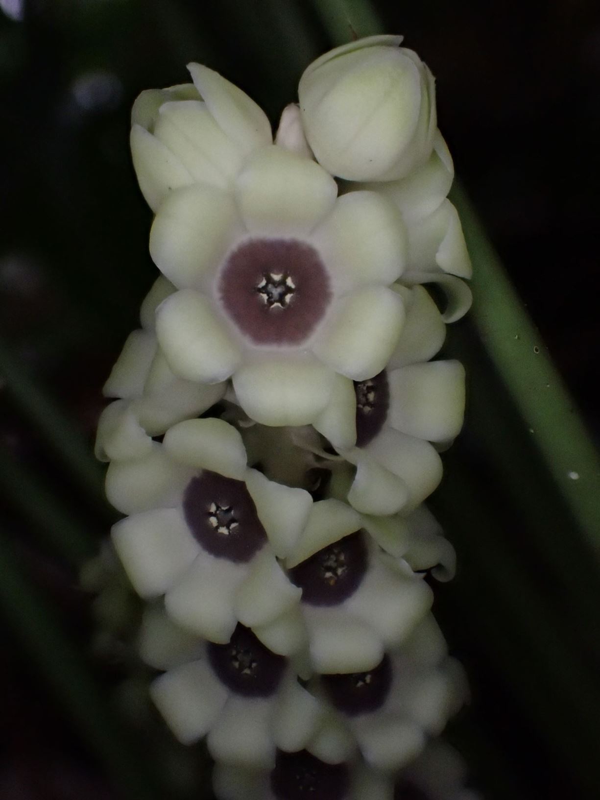 Peliosanthes teta