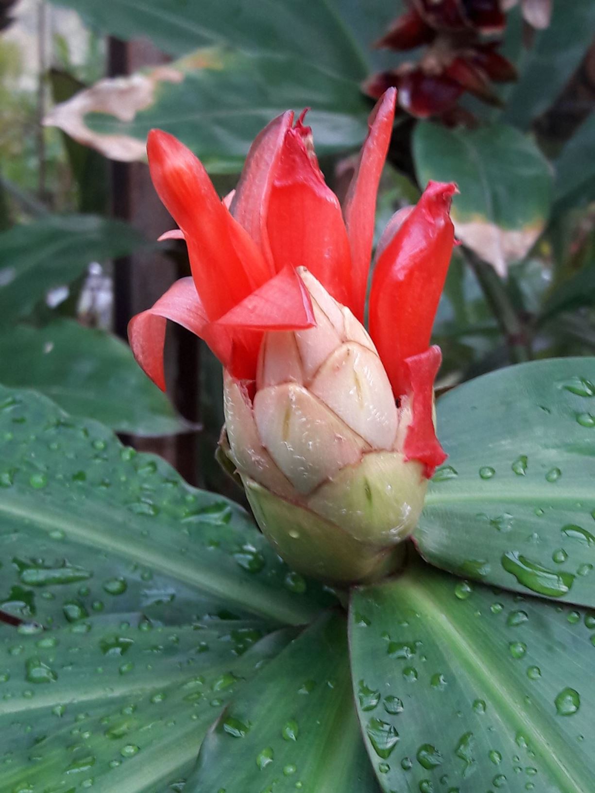 Costus pulverulentus