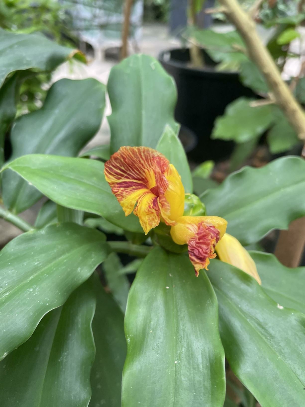 Costus pictus