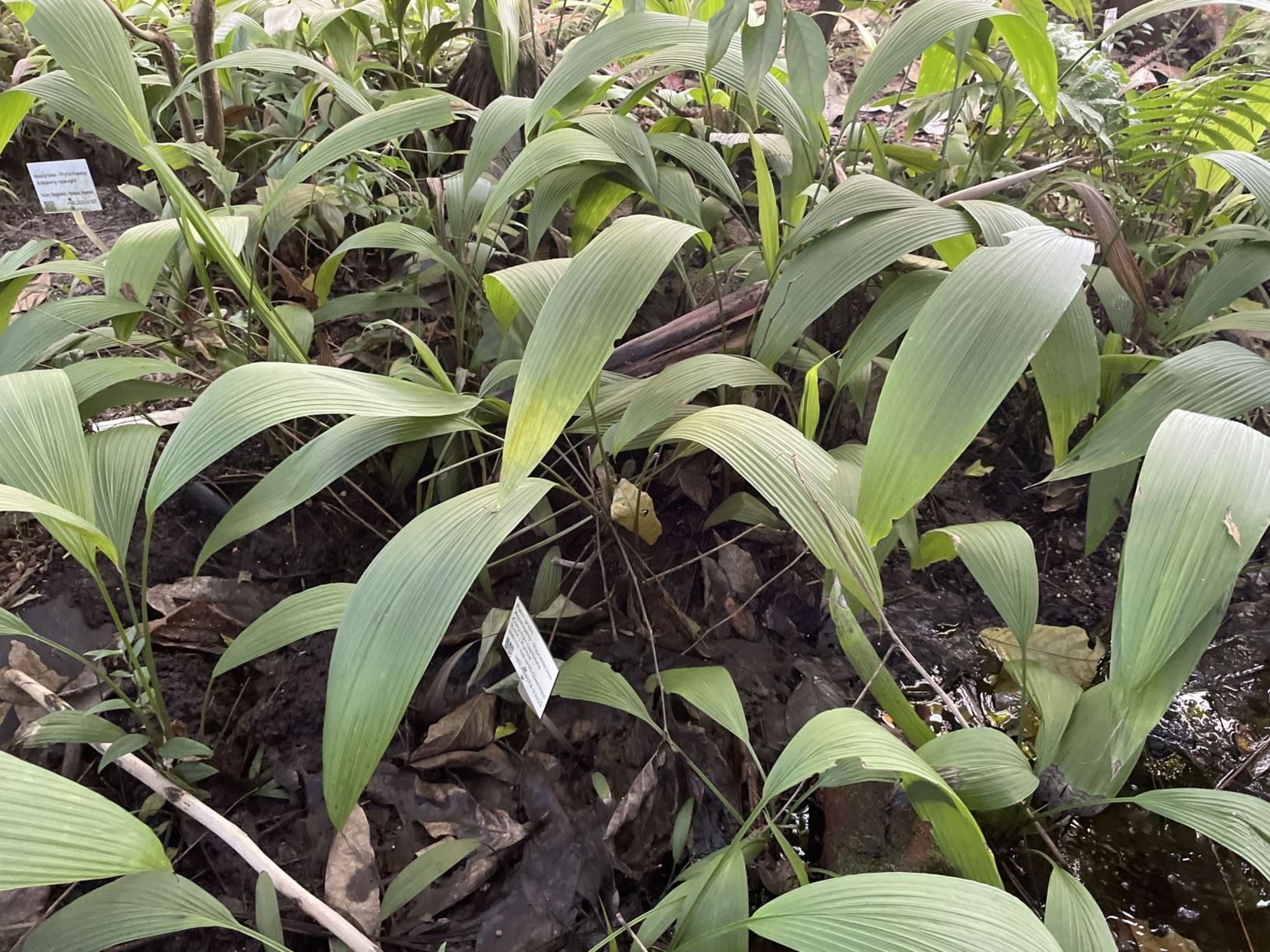 Curculigo capitulata