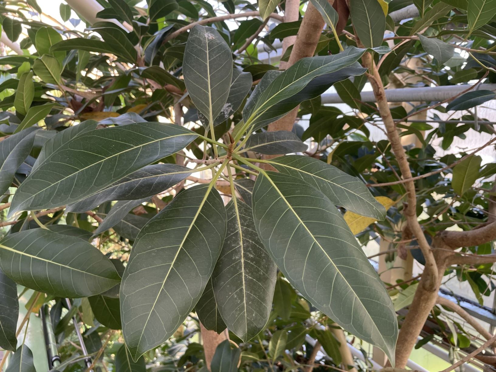 Ficus altissima