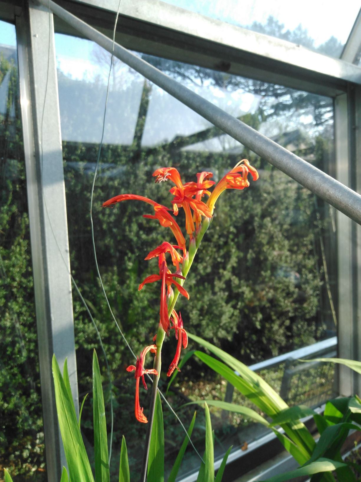 Chasmanthe aethiopica