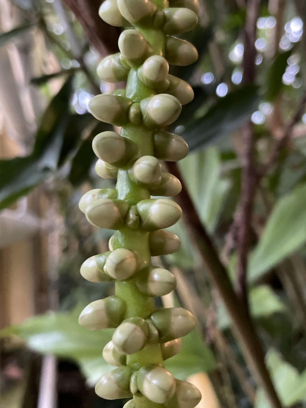 Caryota monostachya