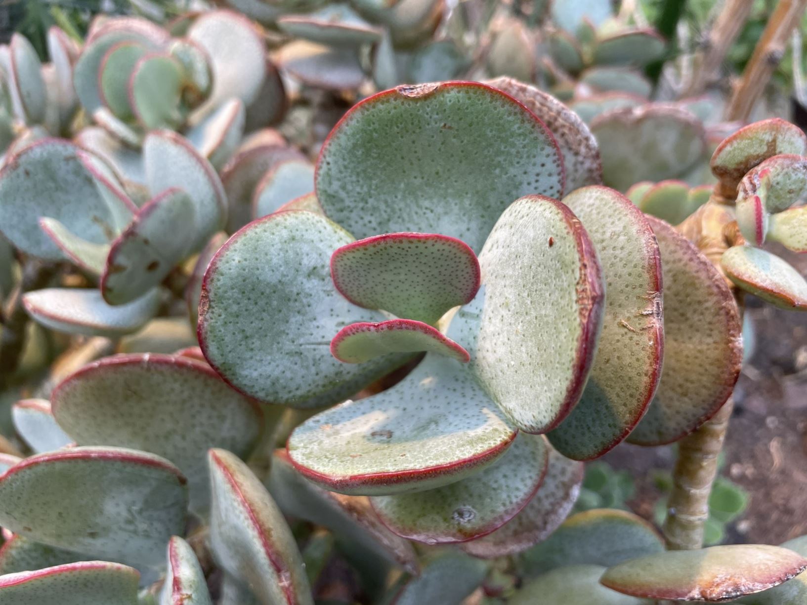 Crassula arborescens