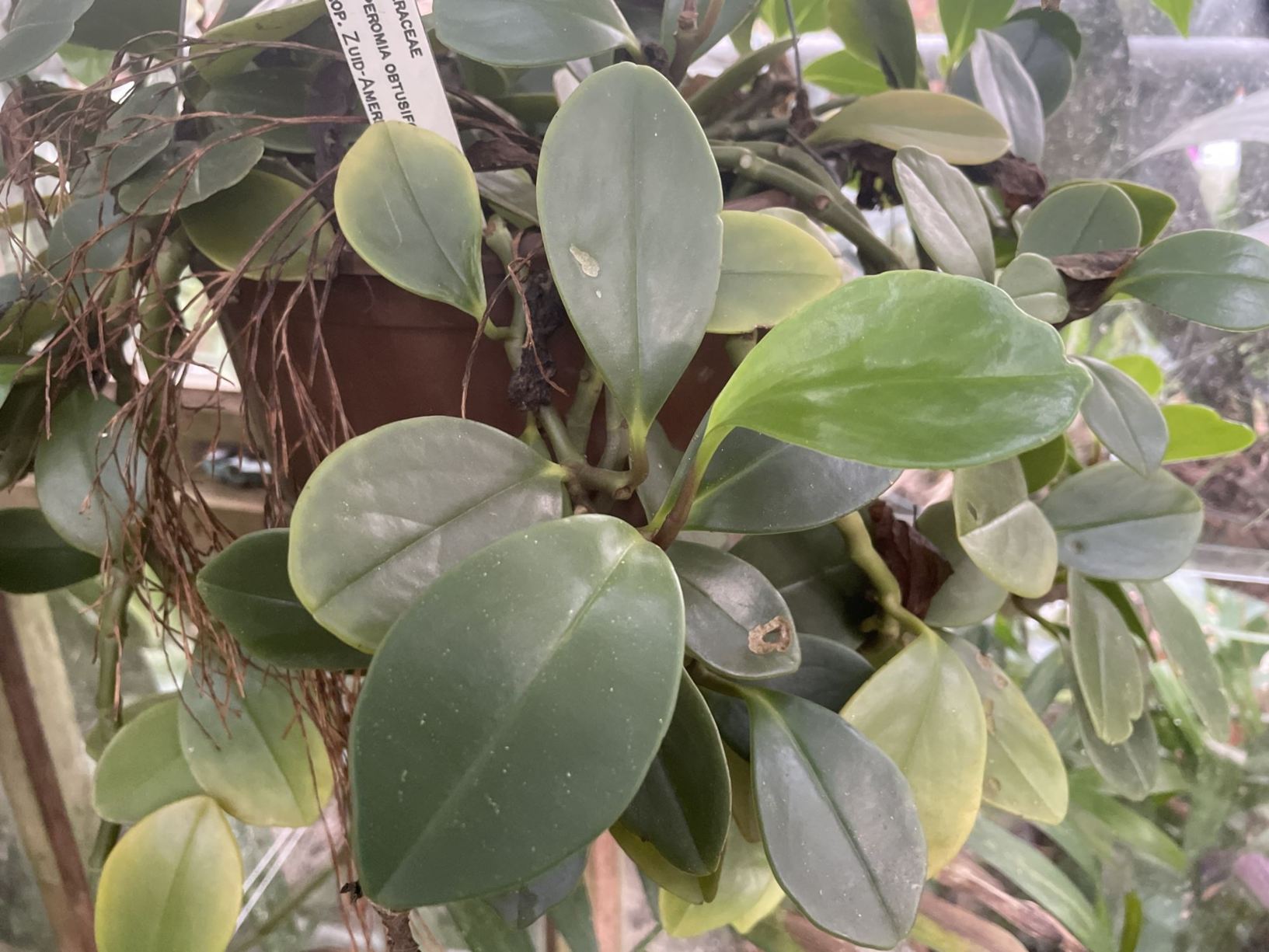 Peperomia anthusifolia