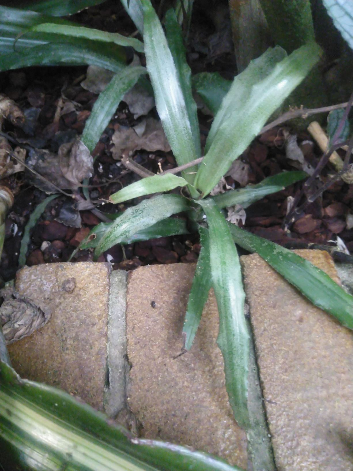 Cryptanthus acaulis 'Ruber'