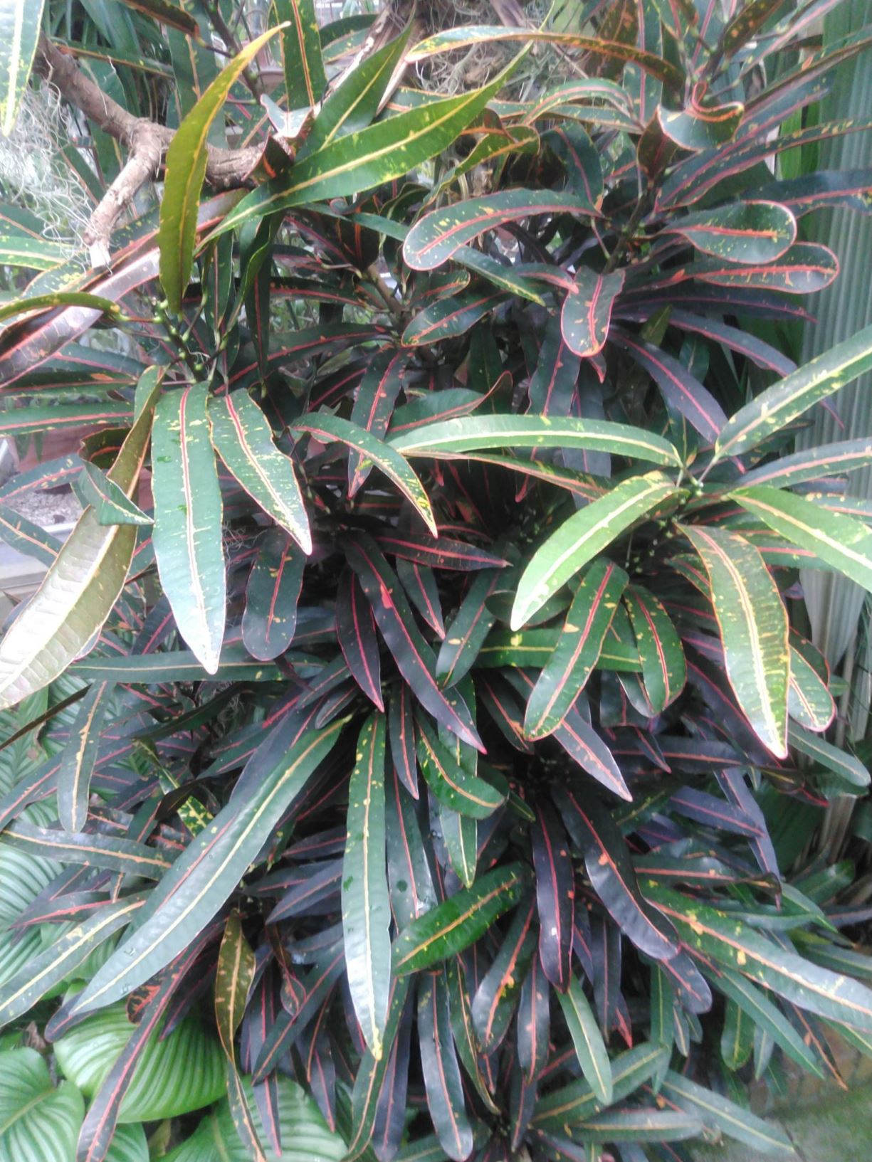 Codiaeum spec.